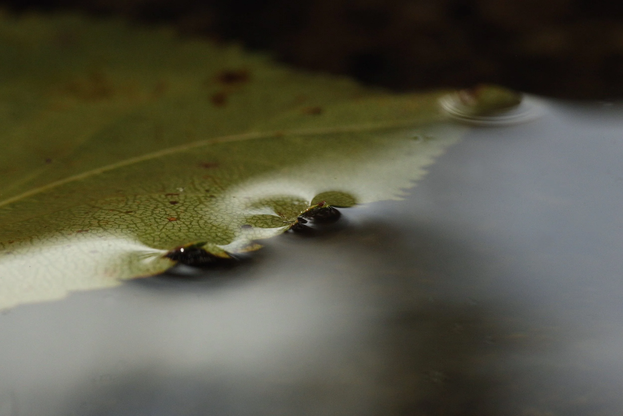 The edge of a leaf in water