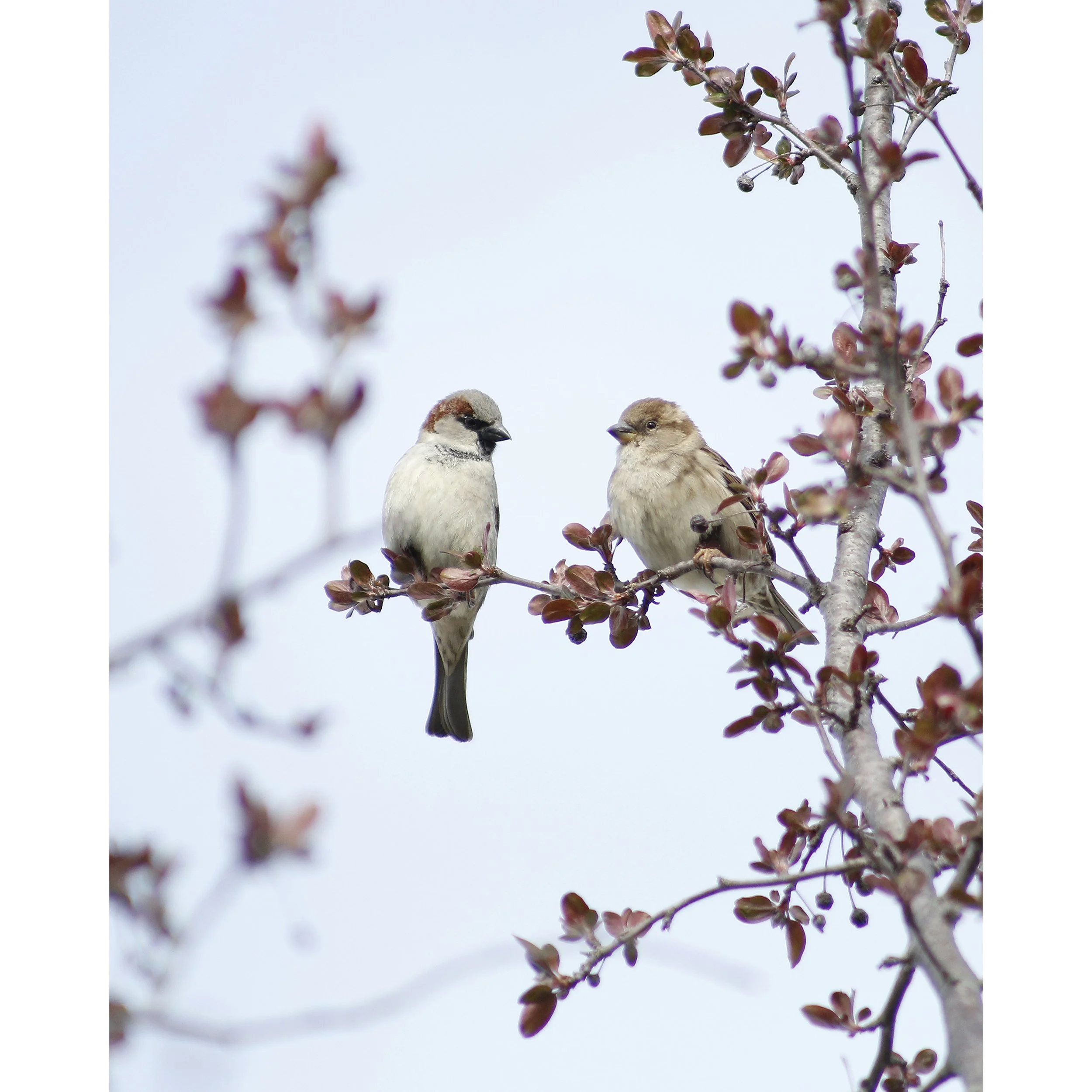 Love Birds