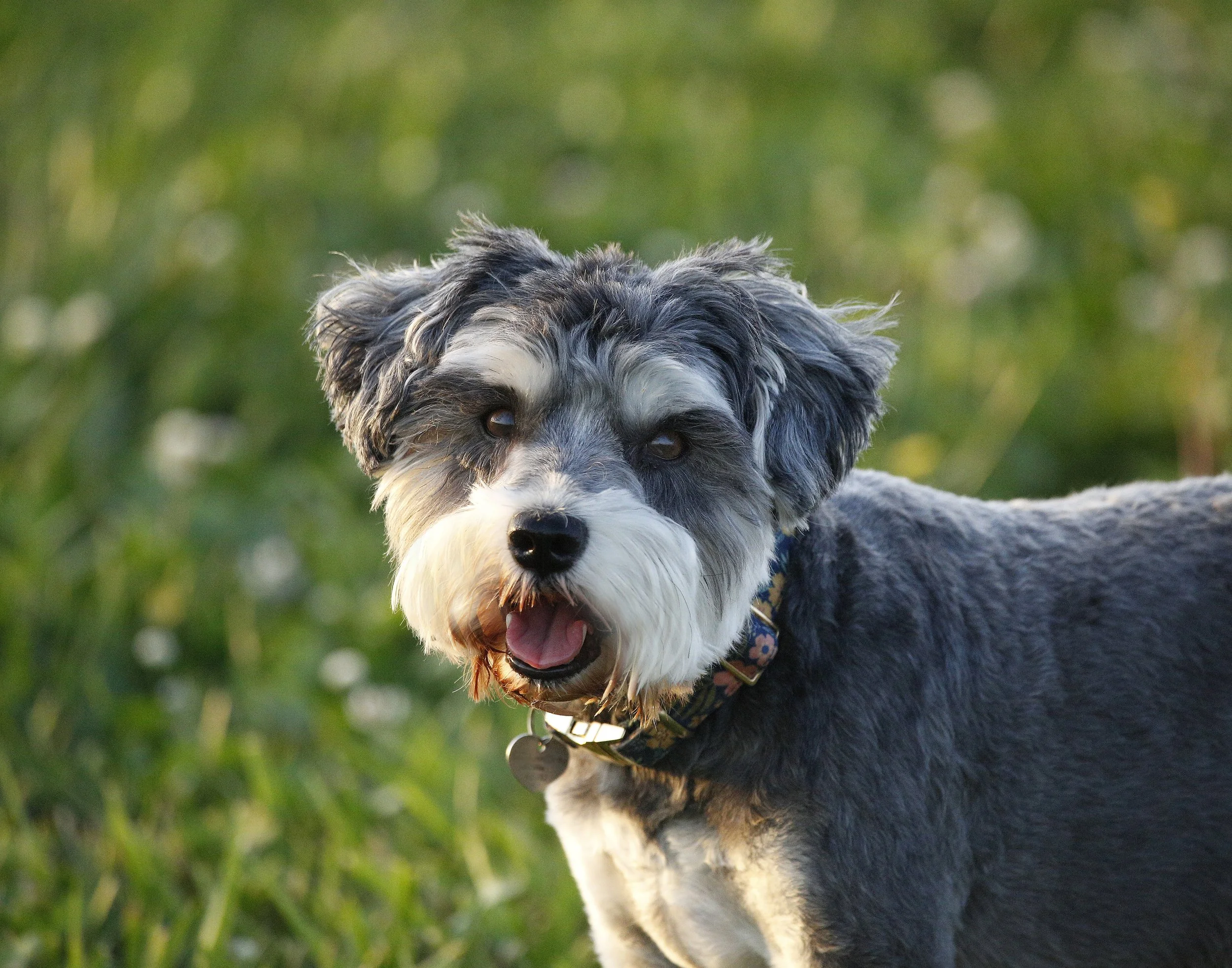 A portrait of a dog, a miniature schnauzer in the sunset light