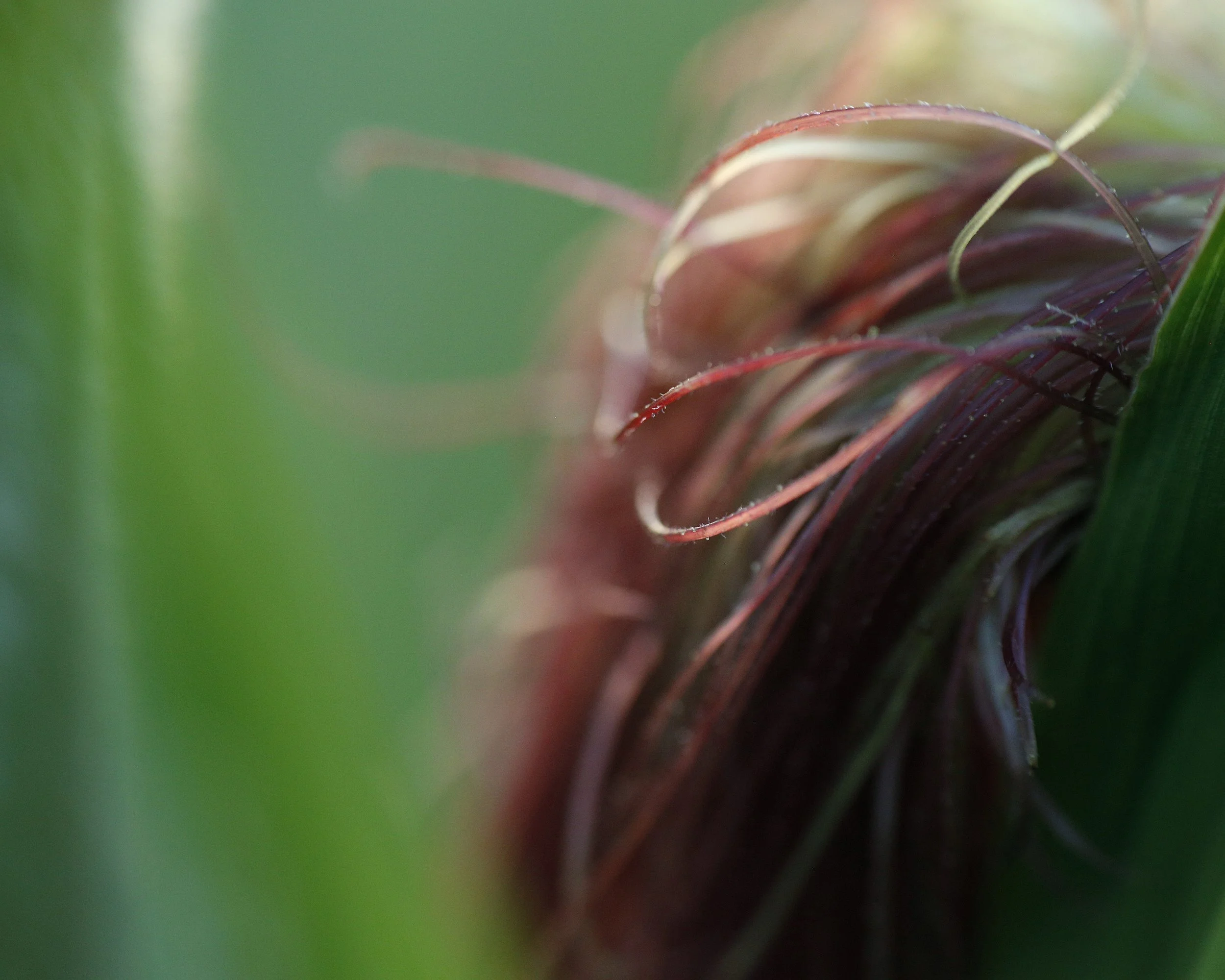 _J1A7853edit corn.jpg