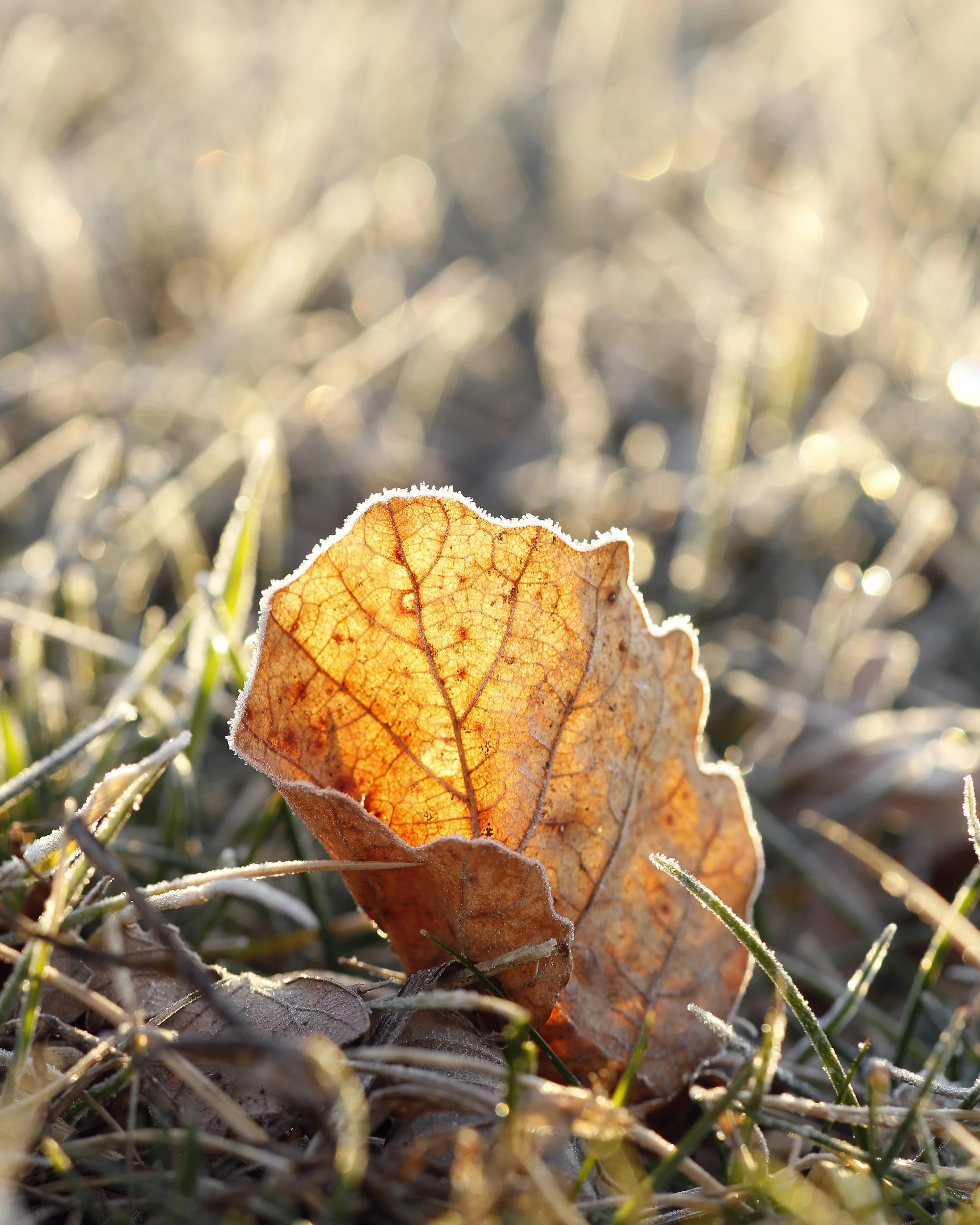 Close-up of a dried, orange-brown leaf with frost edges resting on green grass with frost, on a sunlit frost-covered field.