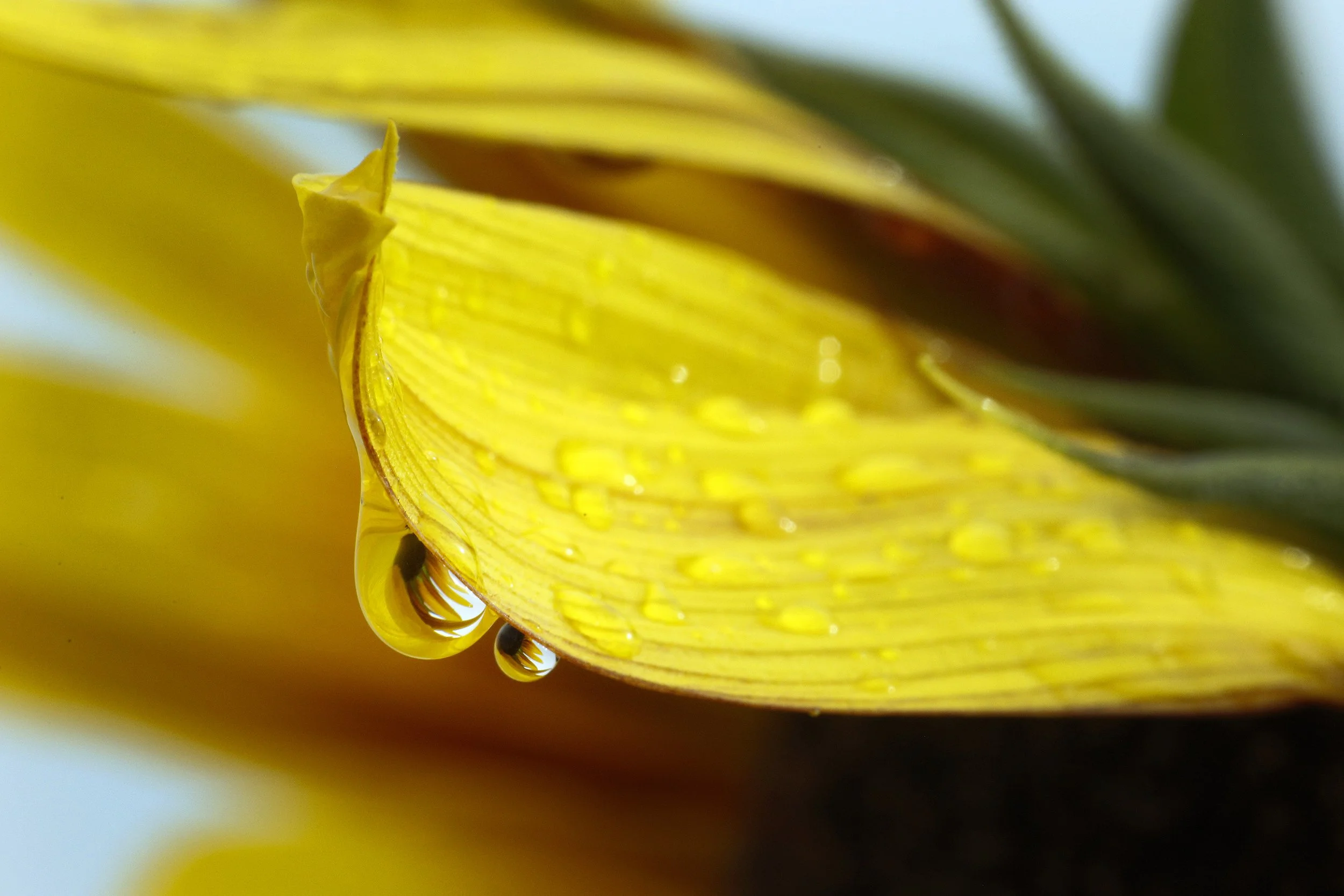 Close up of a yellow sunflower with raindrops on a petal that reflect the sunflower itself