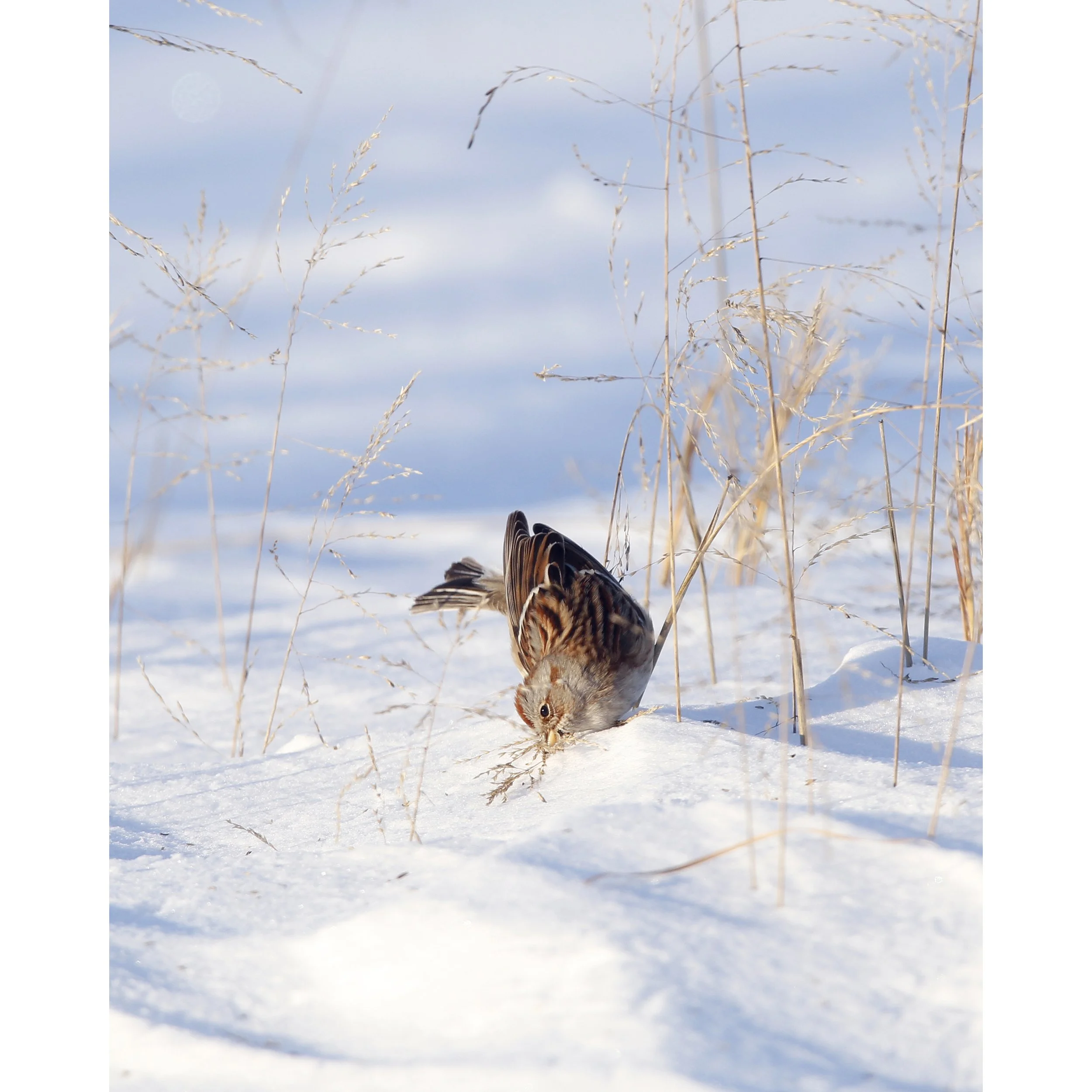 Snow Bird