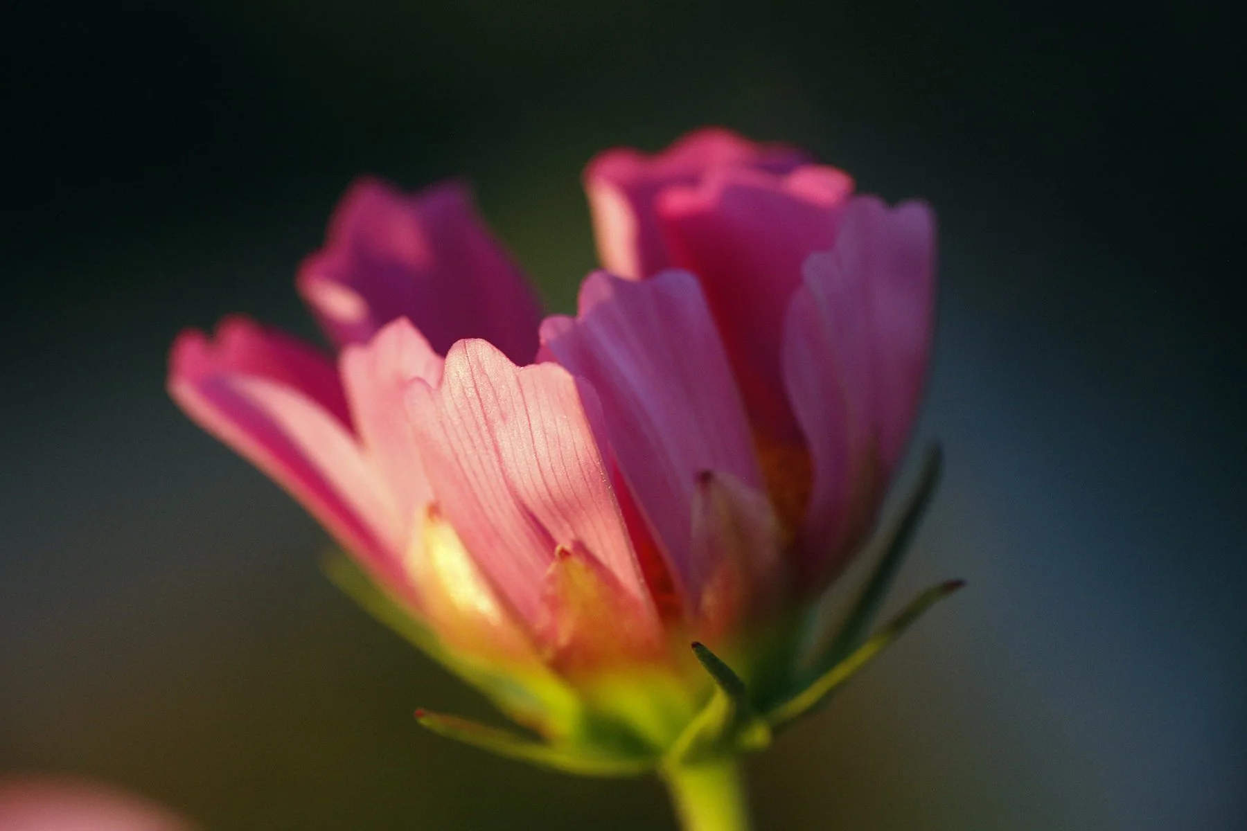 Close-up of a vibrant pink flower with layered petals against a dark background.