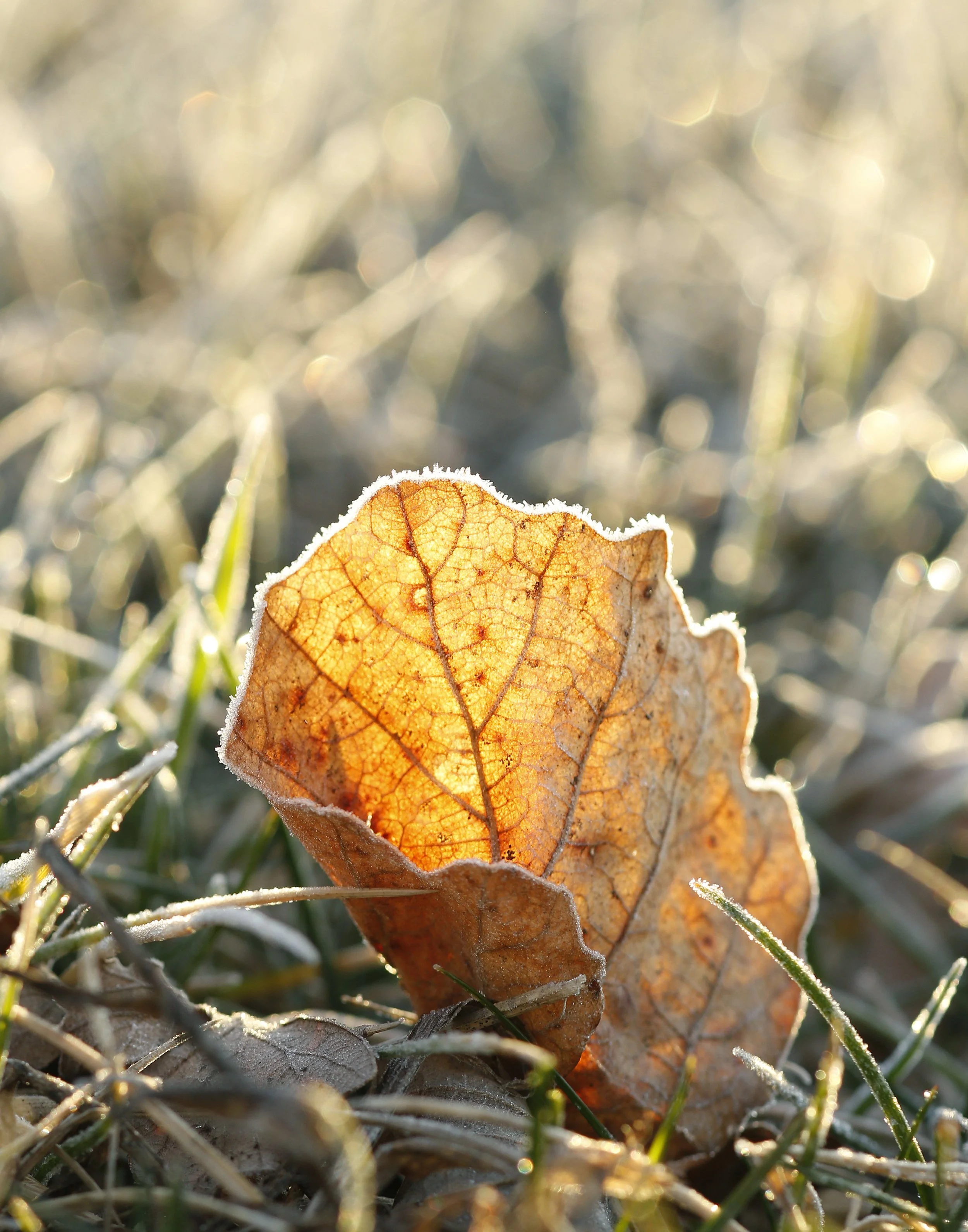 Leaf with Frost