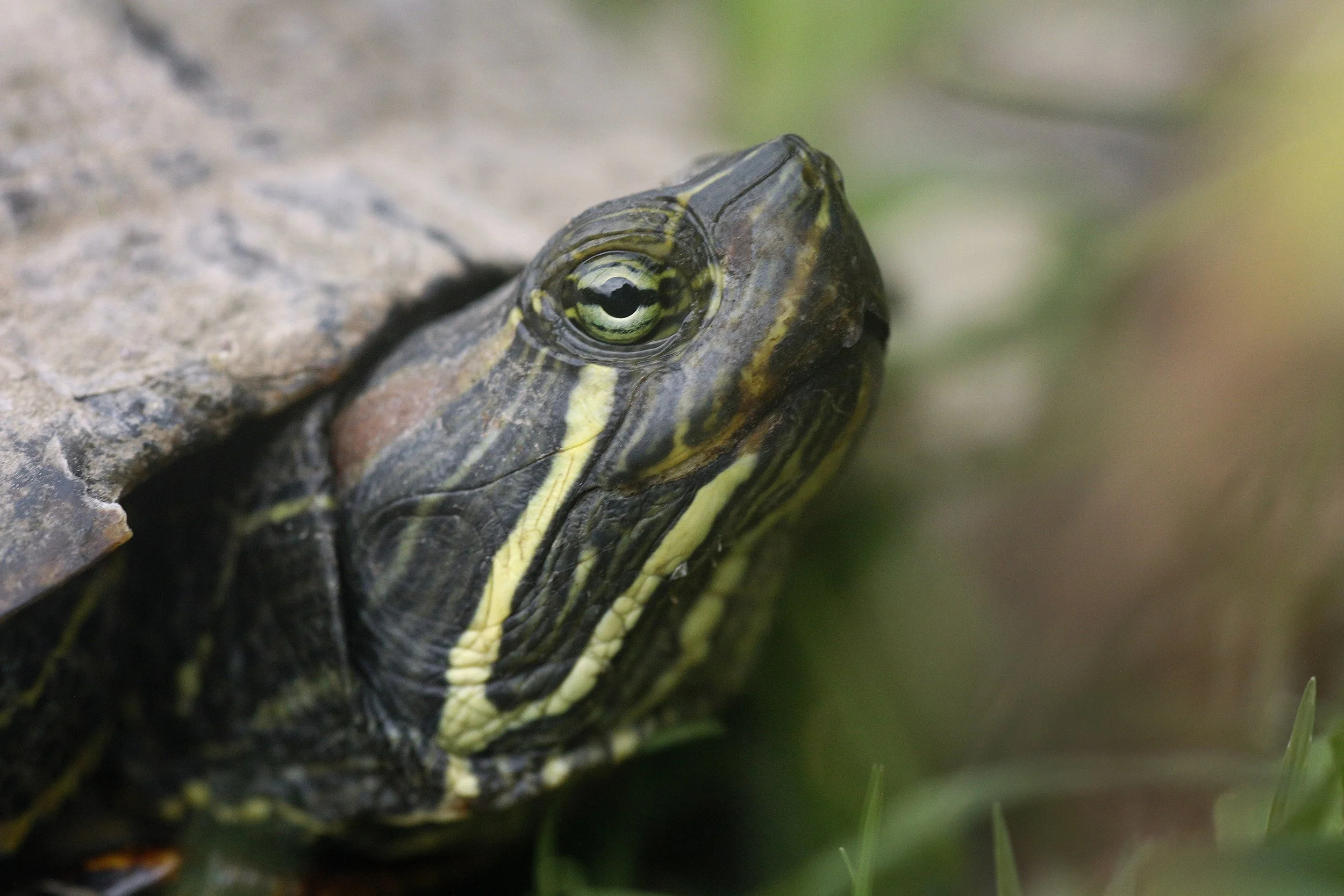 Close up of a red eared slider turtle