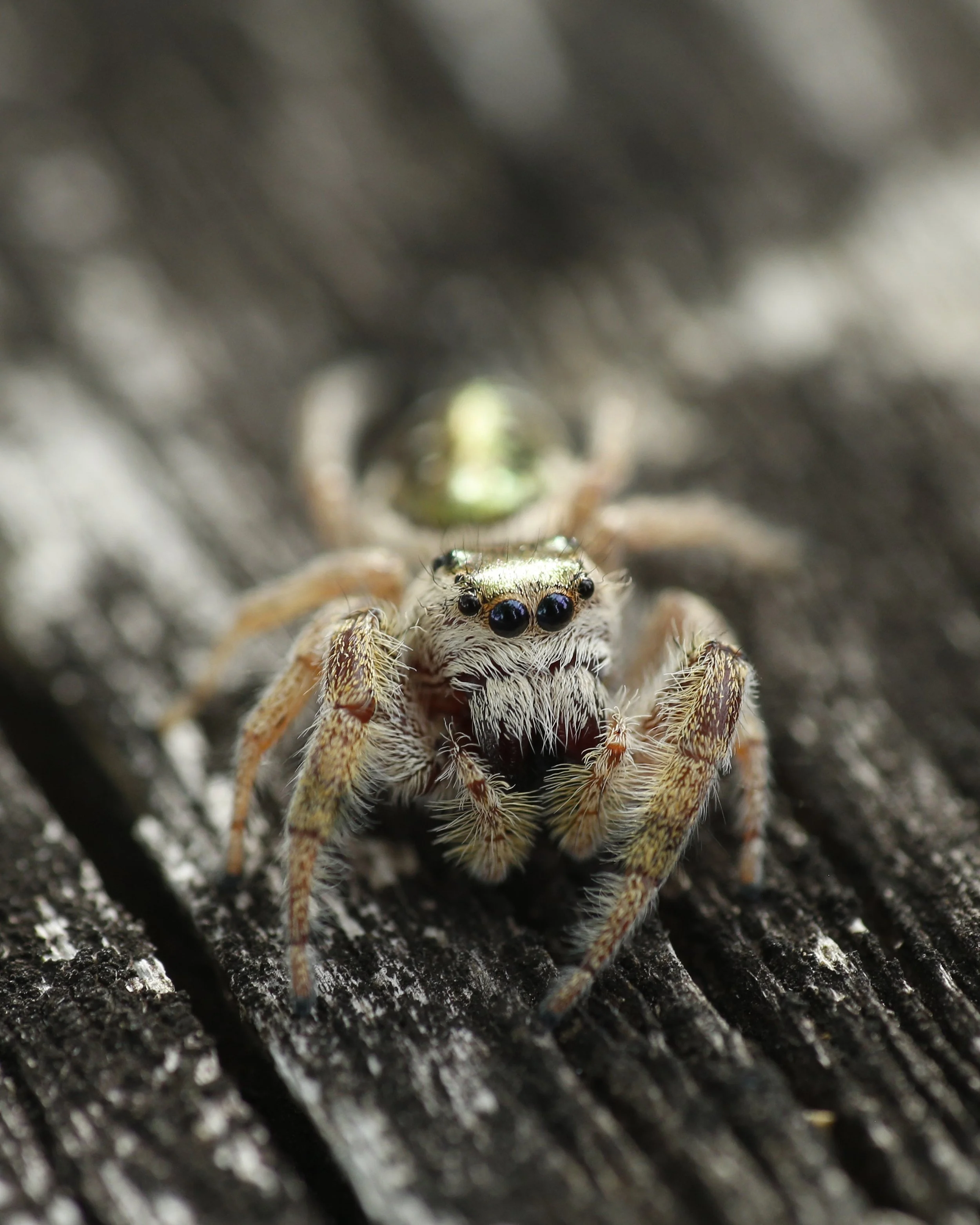 Close-up of a small jumping spider on a textured dark surface, with its large eyes prominent in the foreground.