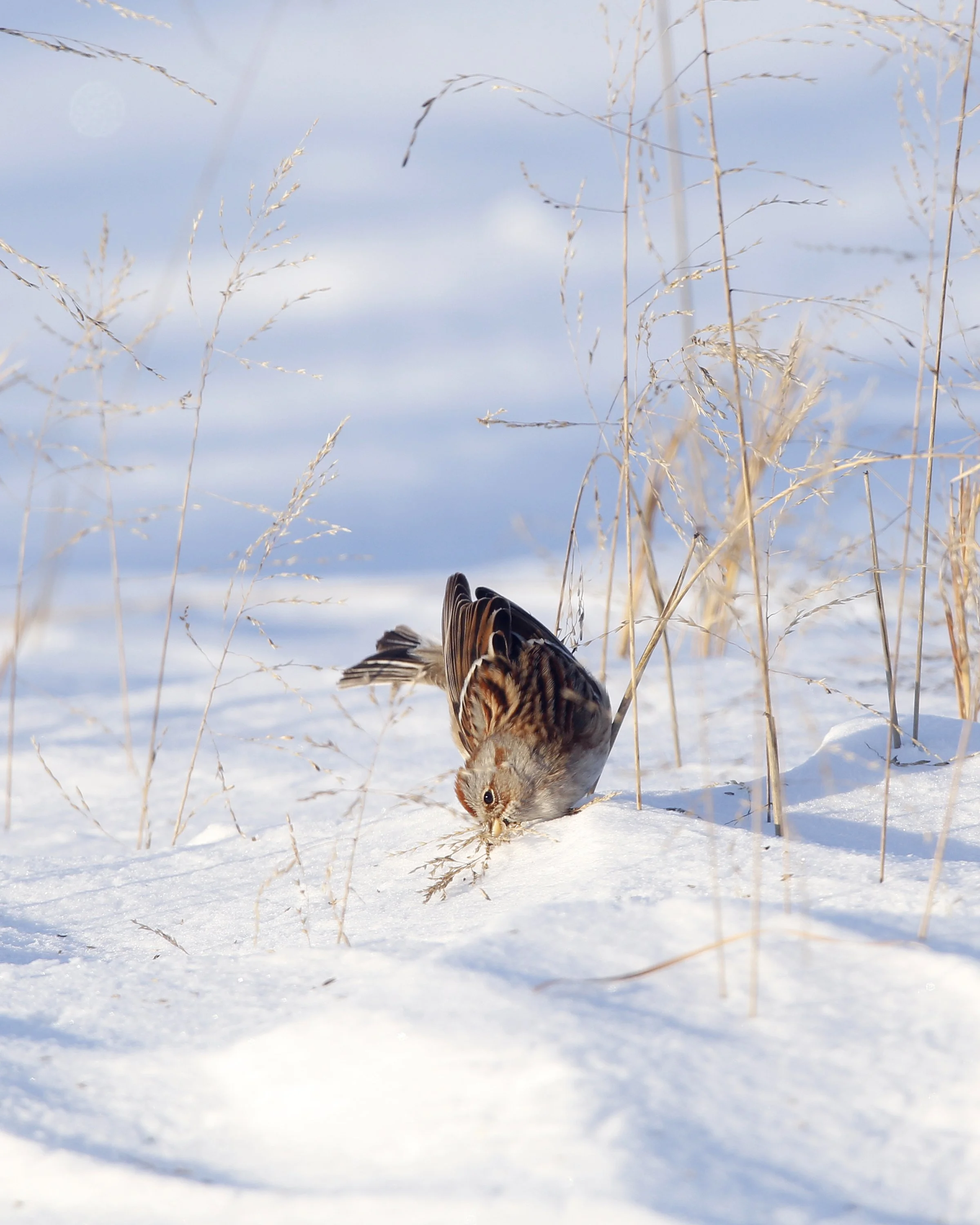 Snow Bird
