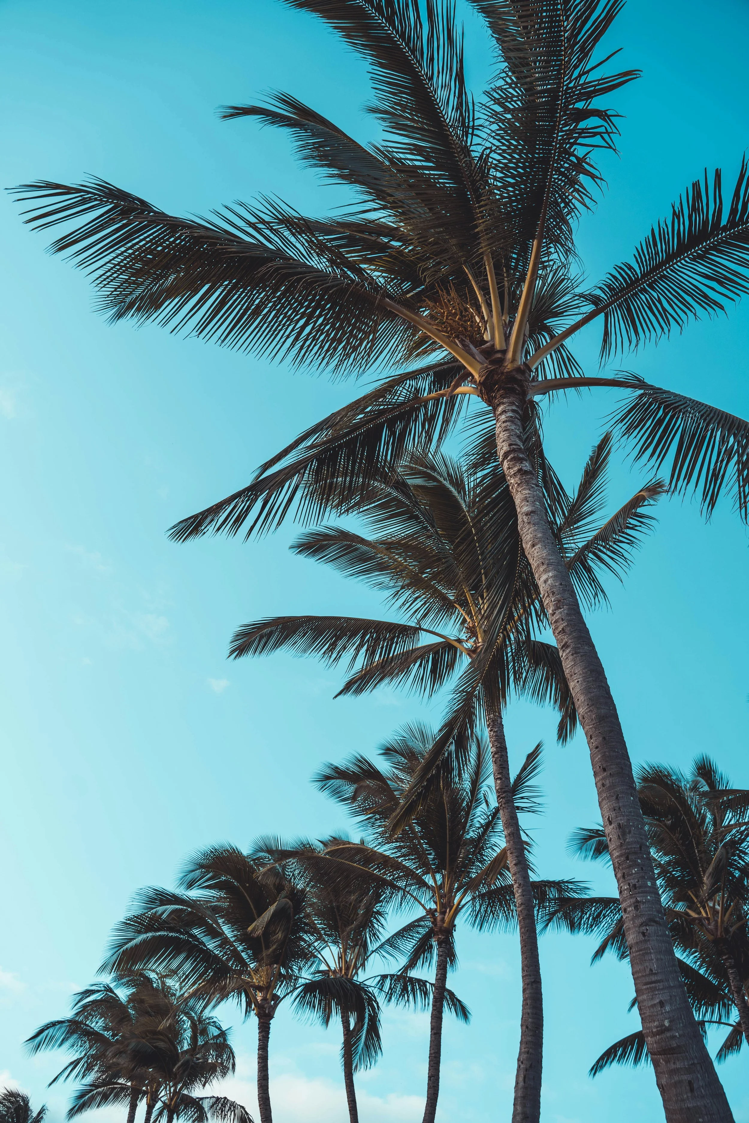 A group of tall palm trees with broad, green fronds against a bright blue sky.