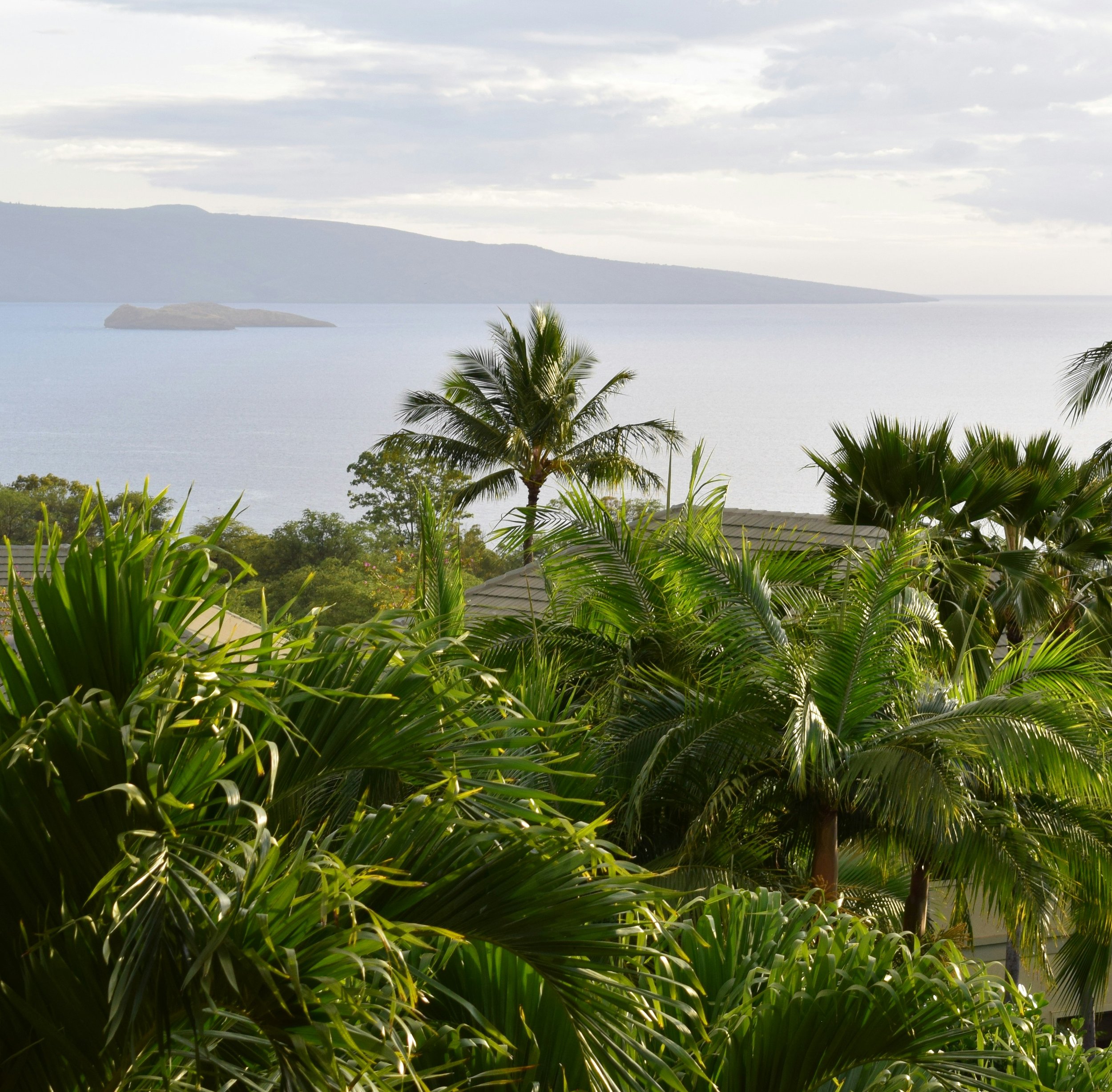 Tropical landscape with palm trees in the foreground, a large body of water, and hills or mountains in the distance under a cloudy sky.