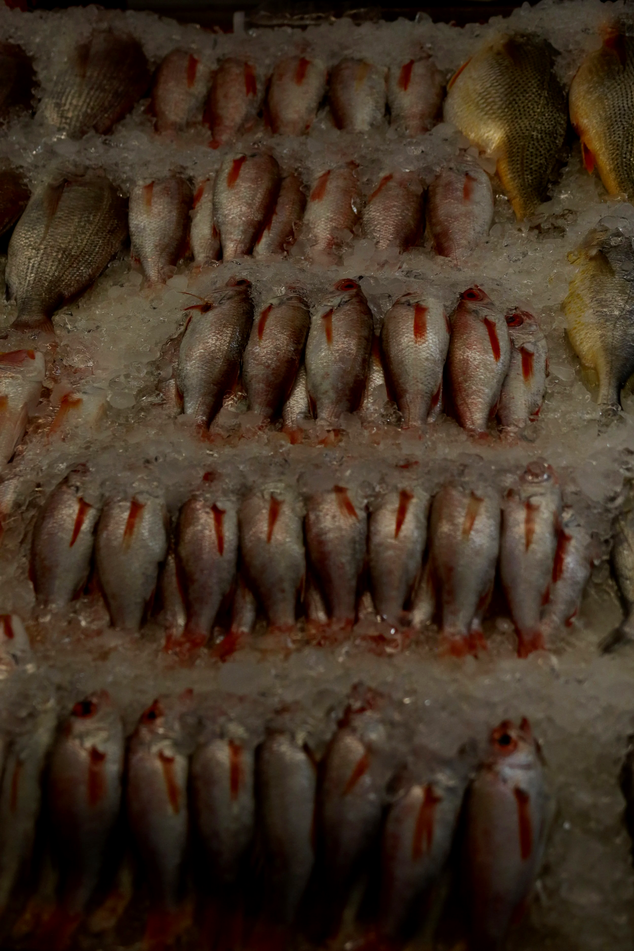 Rows of fish on ice in a seafood market in a moody scene.