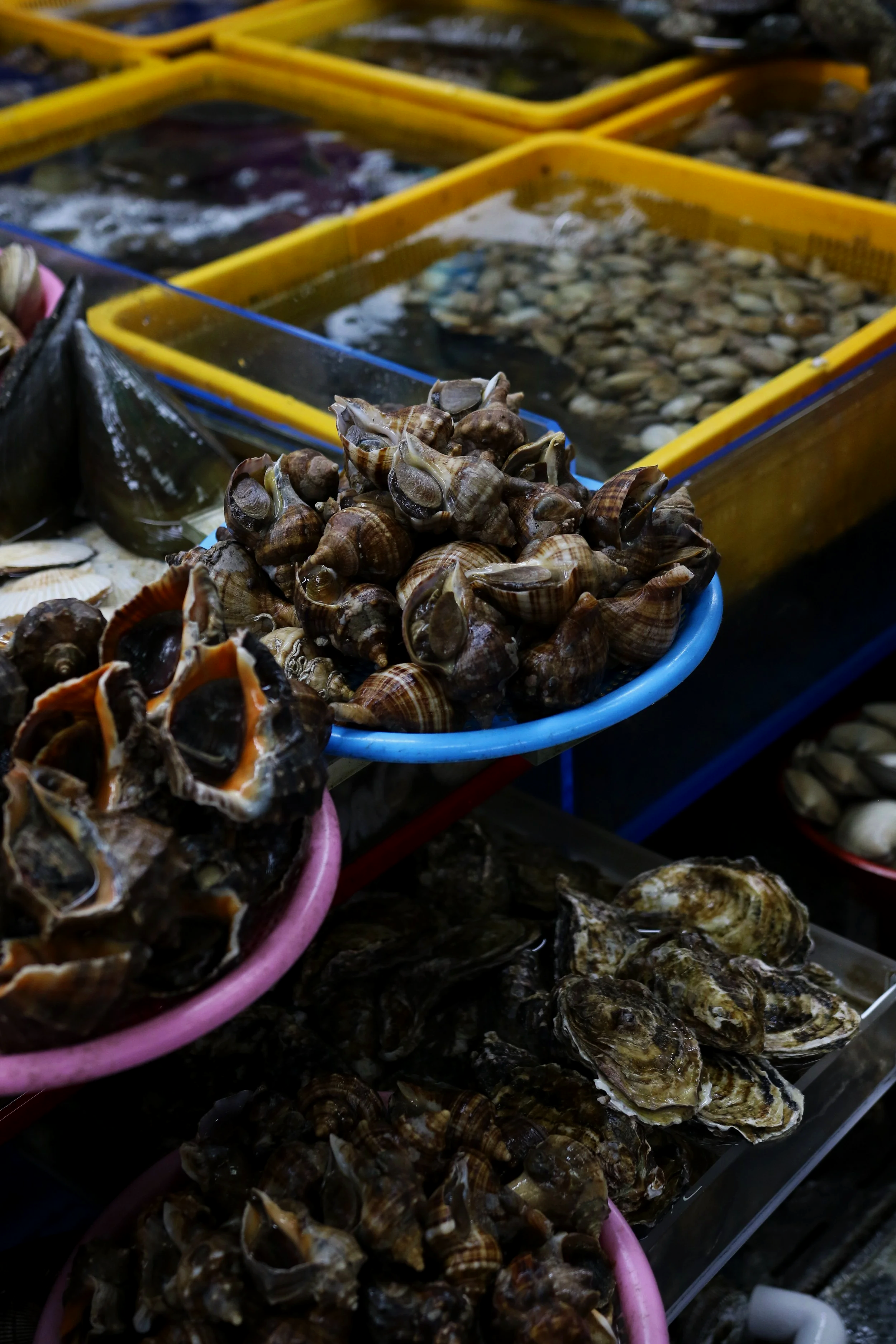 Close-up of various seashells and mollusks displayed in colorful containers at a Korean seafood market.