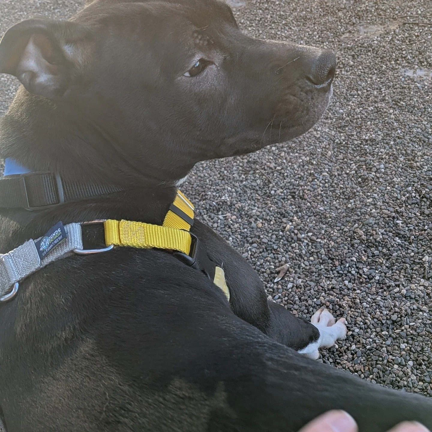For those that aren't connected to me on LinkedIn -- I've been doing a project for a while where I feature adoptable dogs at the shelter where I volunteer...and then offer to cover adoption costs to people in my professional network. 

Here's my late