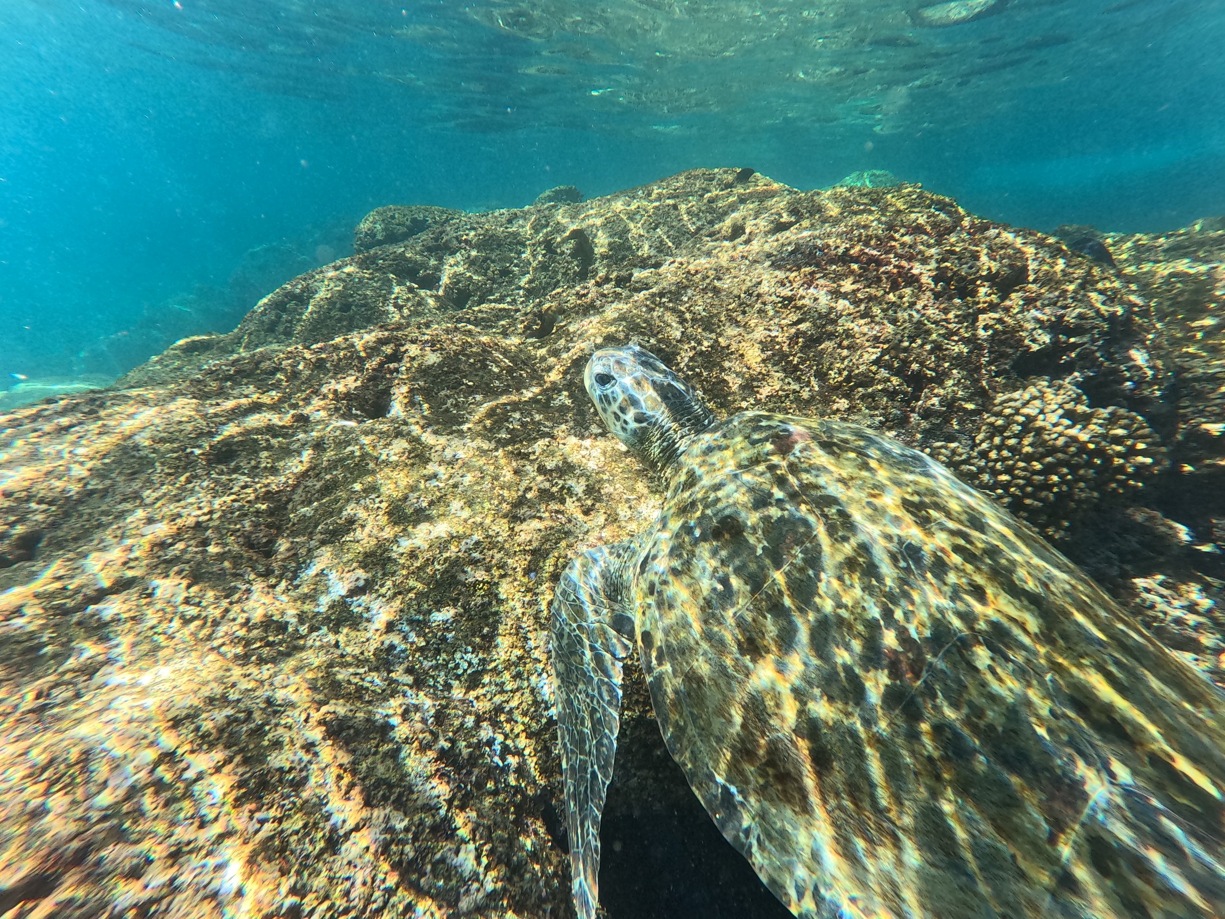 Una tortuga marina nadando entre rocas en el océano.
