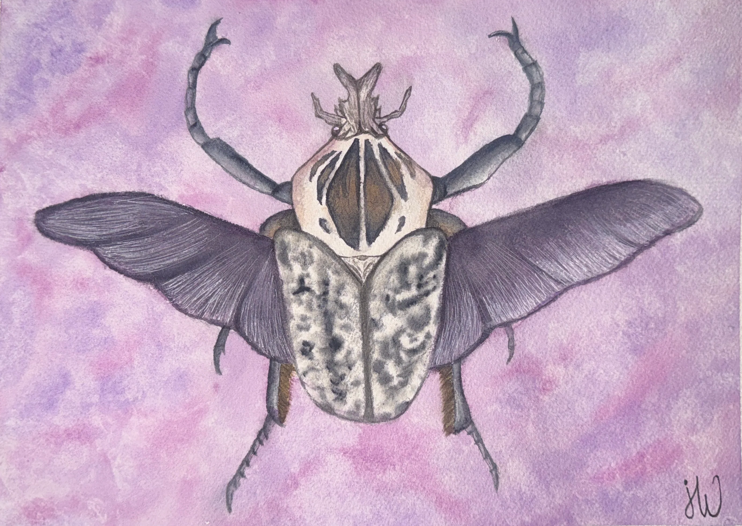 Goliath Beetle (Print)