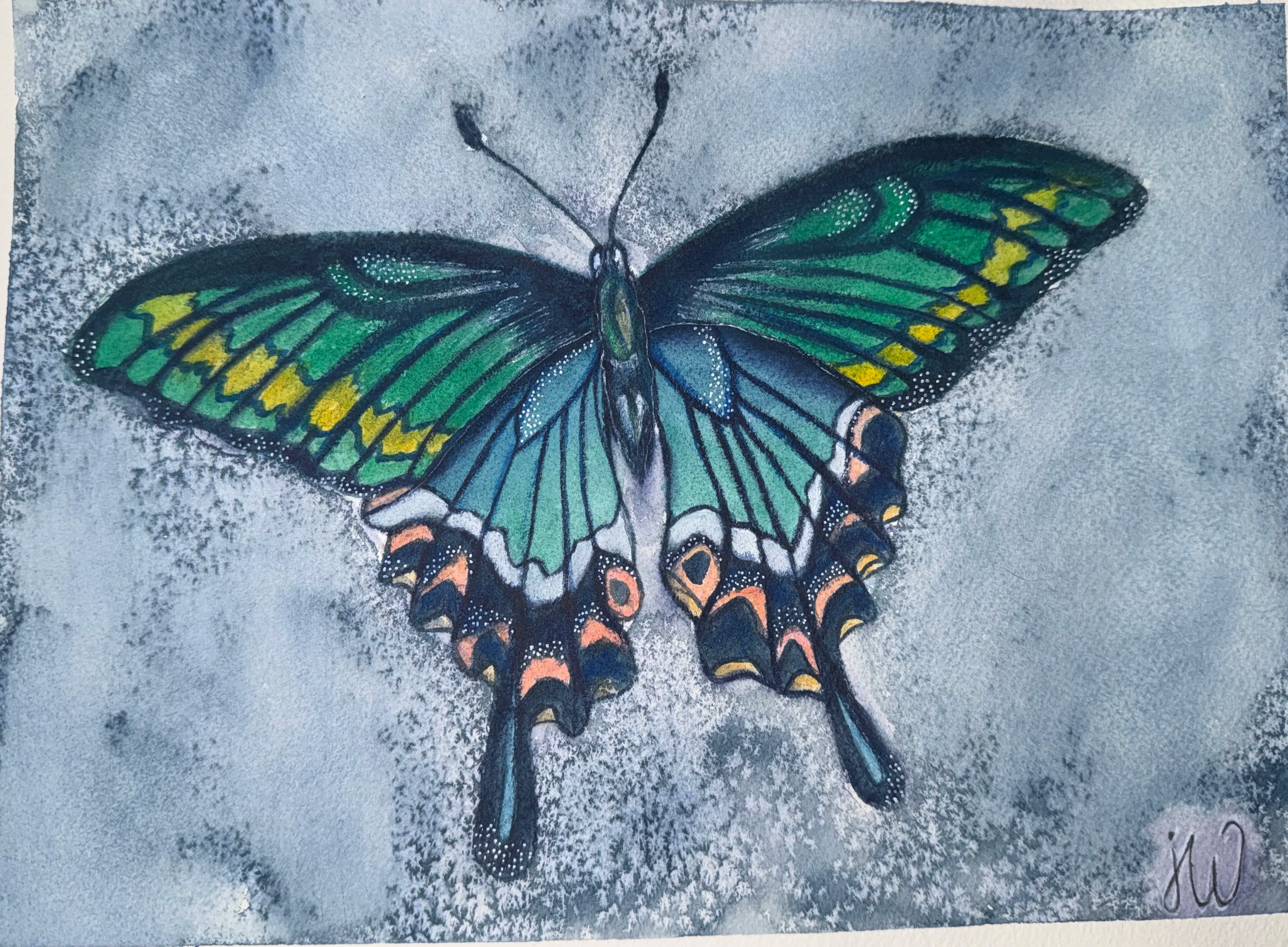 Chinese Peacocok Butterfly (Print)