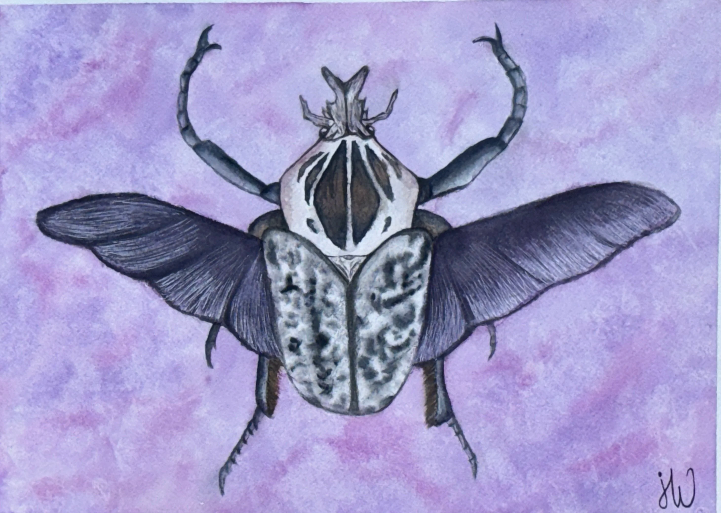 A detailed watercolor painting of a goliath beetle with outstretched wings, set against a soft purple background.