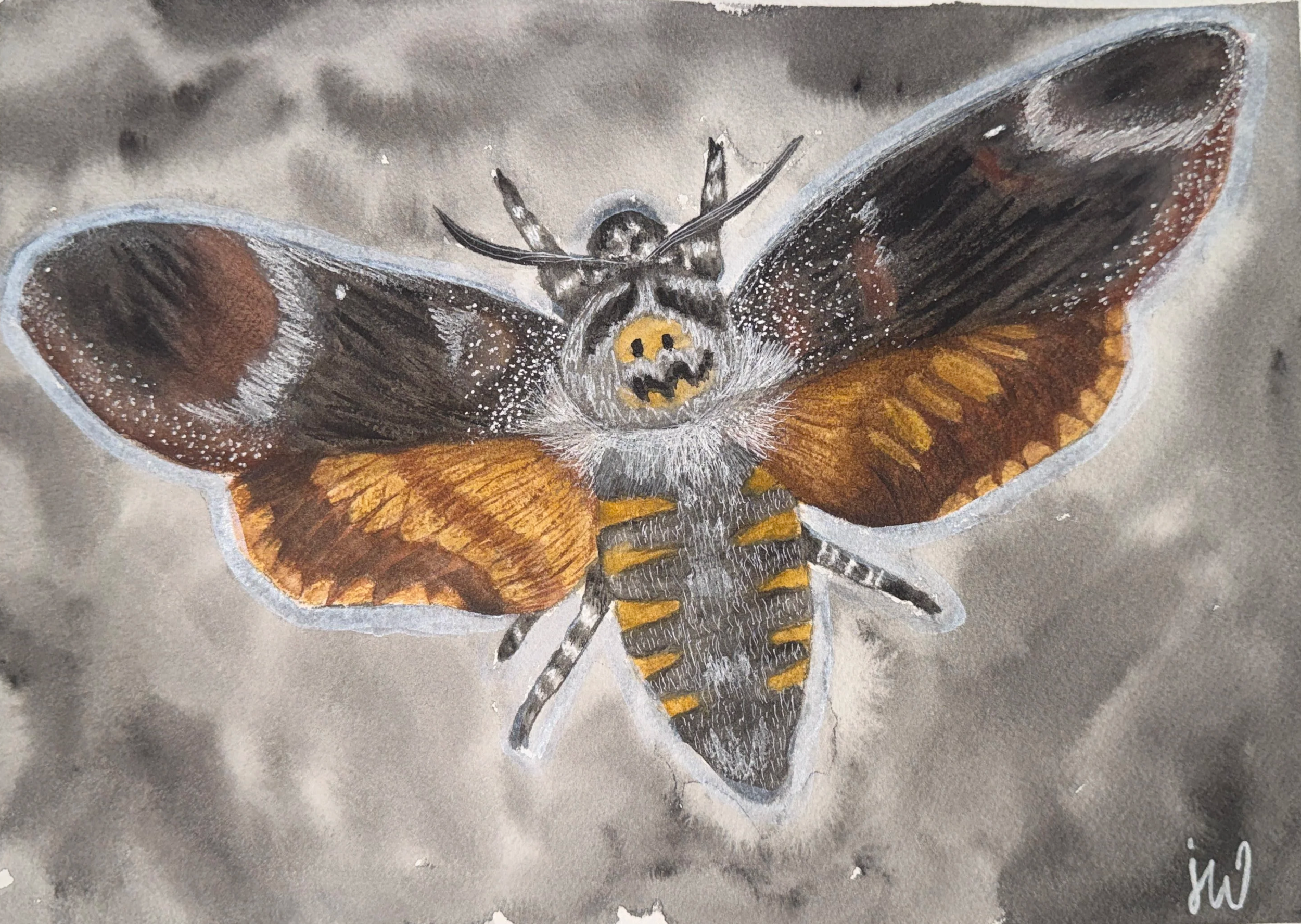 Death's-head hawkmoth (Print)