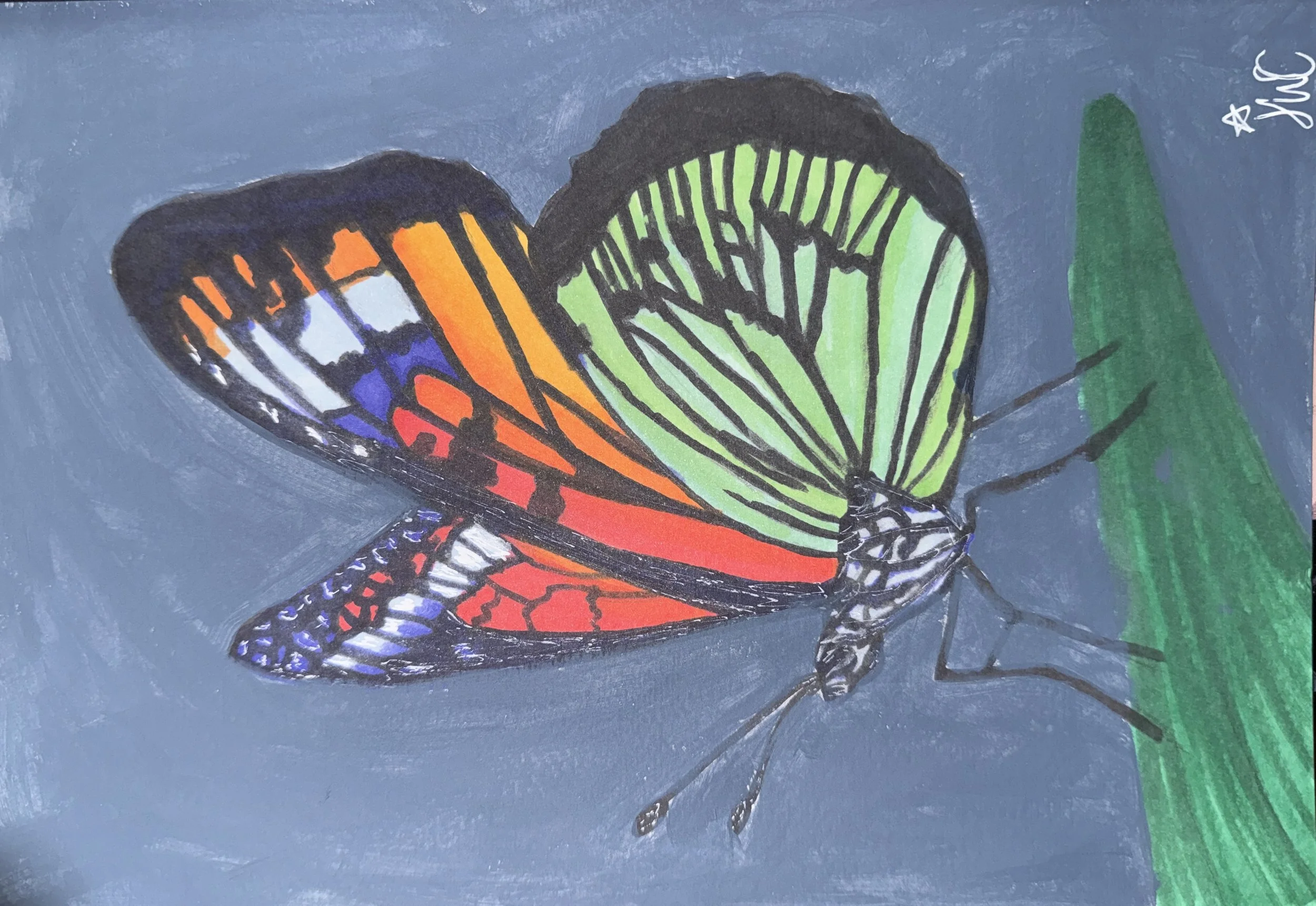 Gorgeous Butterfly.jpeg (Copy)