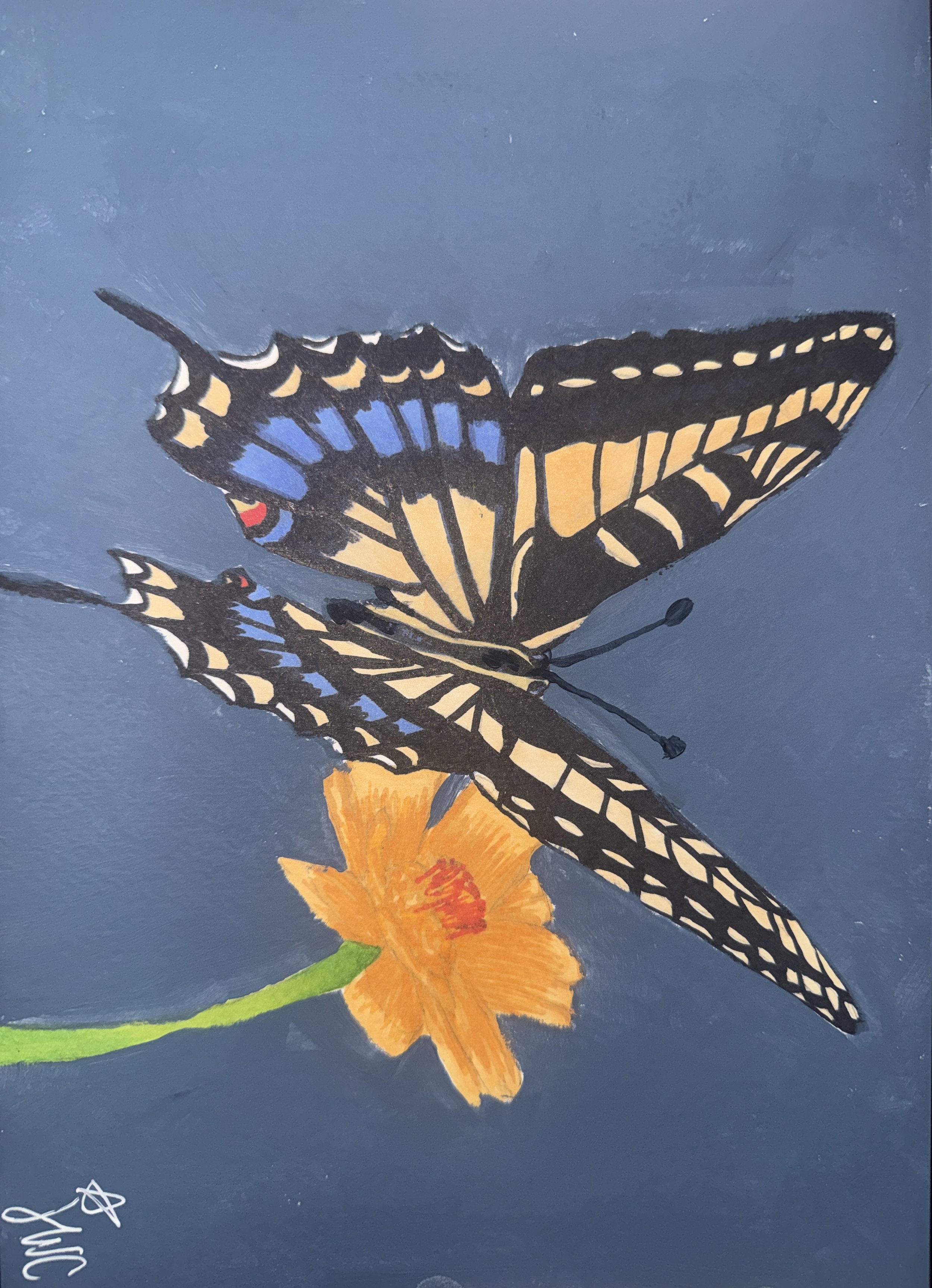 Majestic Butterfly.jpeg