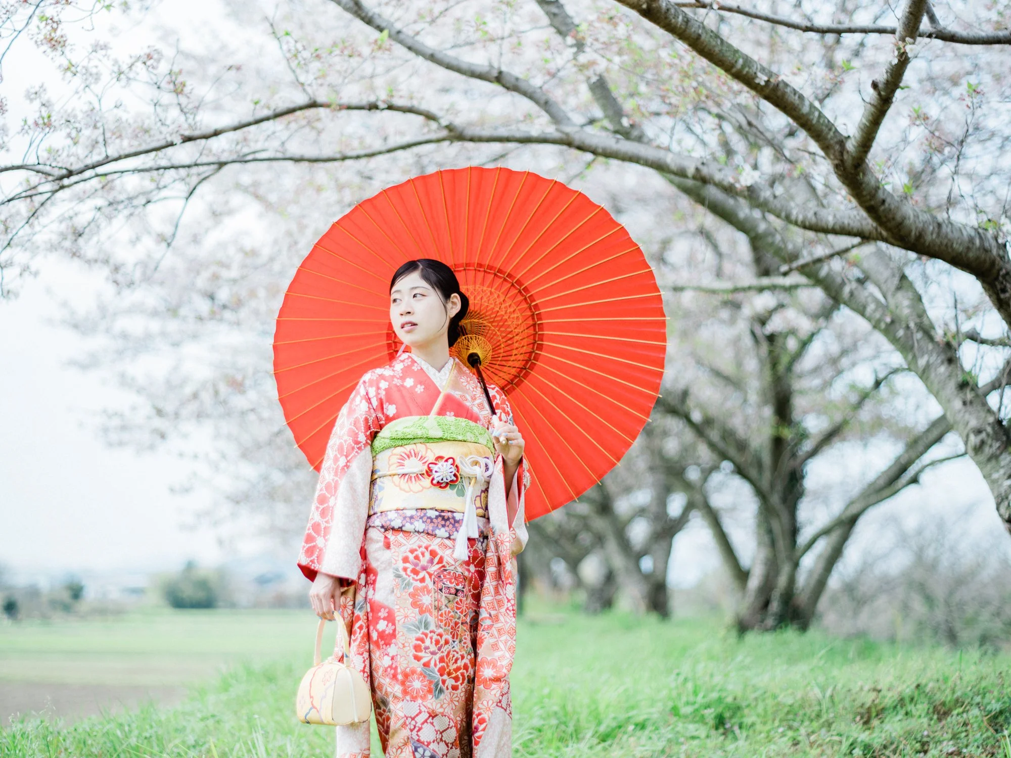 桜の木の下で着物を着た女性が赤い和傘をさしている風景。
