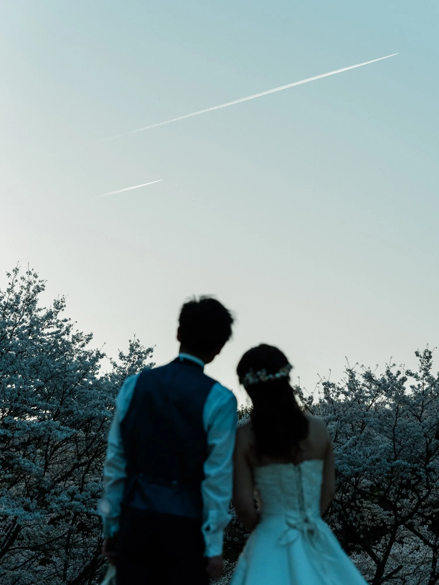 結婚式のカップルとゲストが桜の木の下に立ち、空にはジェット機の飛行跡が見える風景。