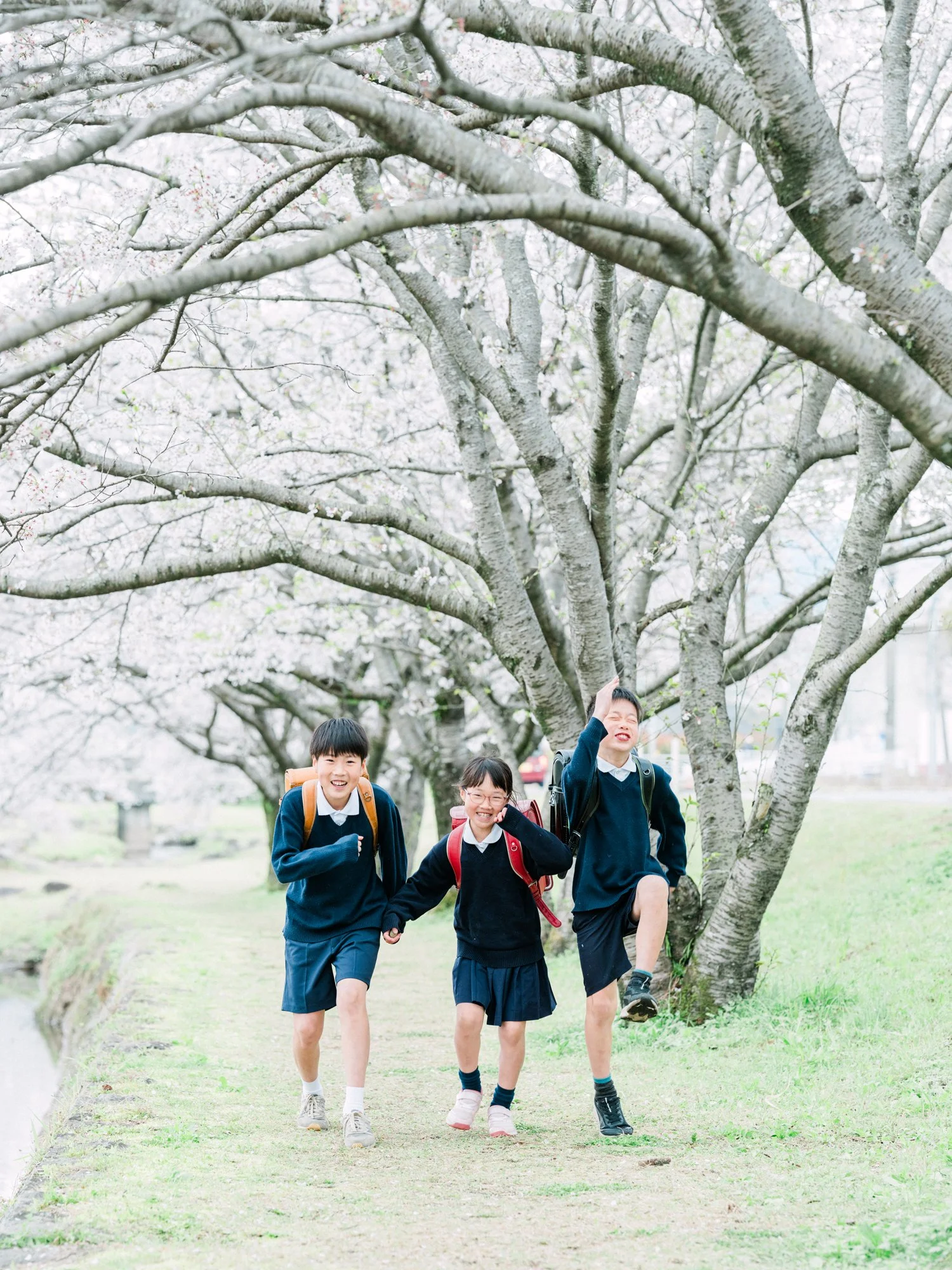 桜の木の下で友達と楽しそうに歩いている小学生の兄妹たち。
