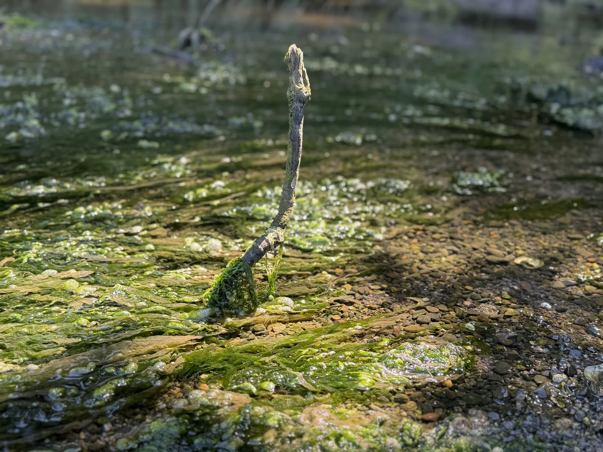 A thin branch with moss growing on it stands upright in a shallow body of water with green algae and small pebbles on the bottom, surrounded by a natural, outdoor setting.