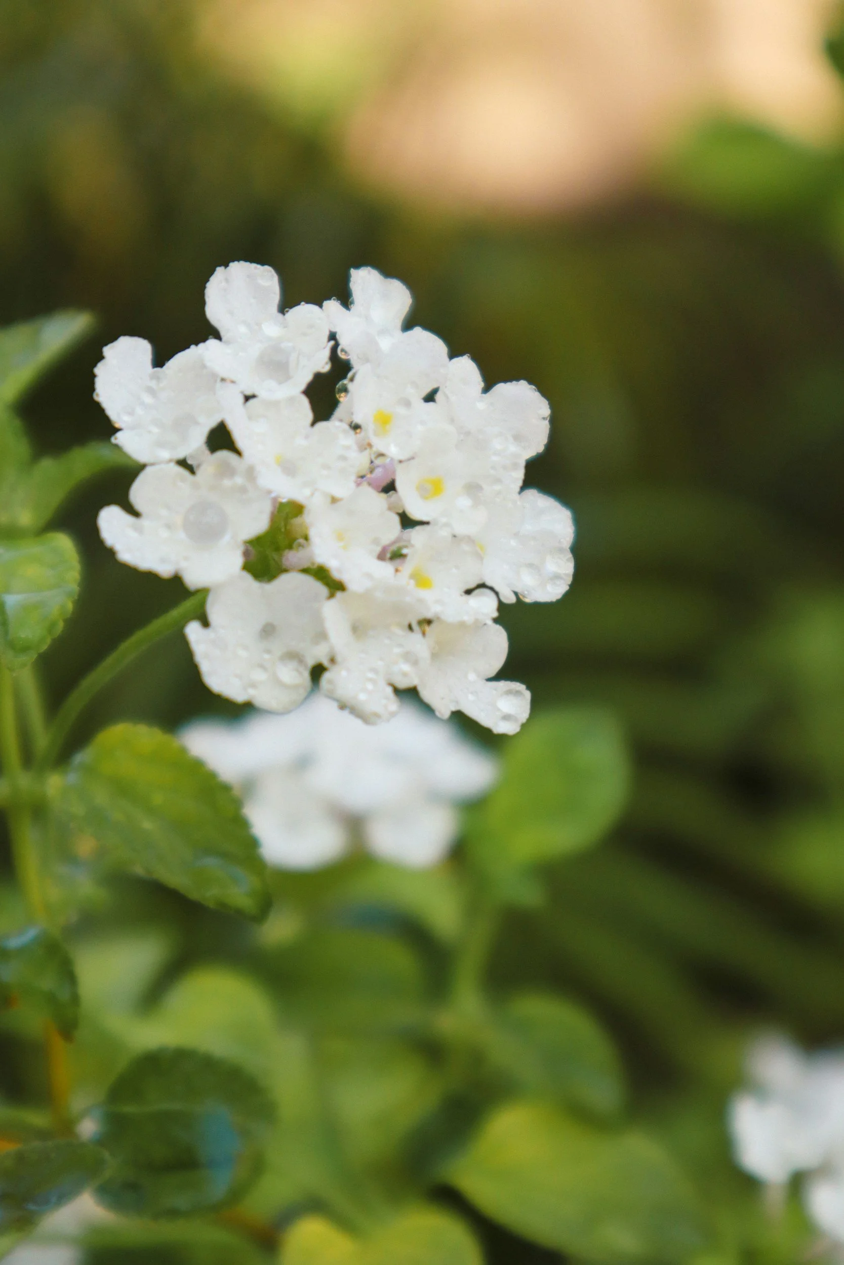 Bloom Deodorant