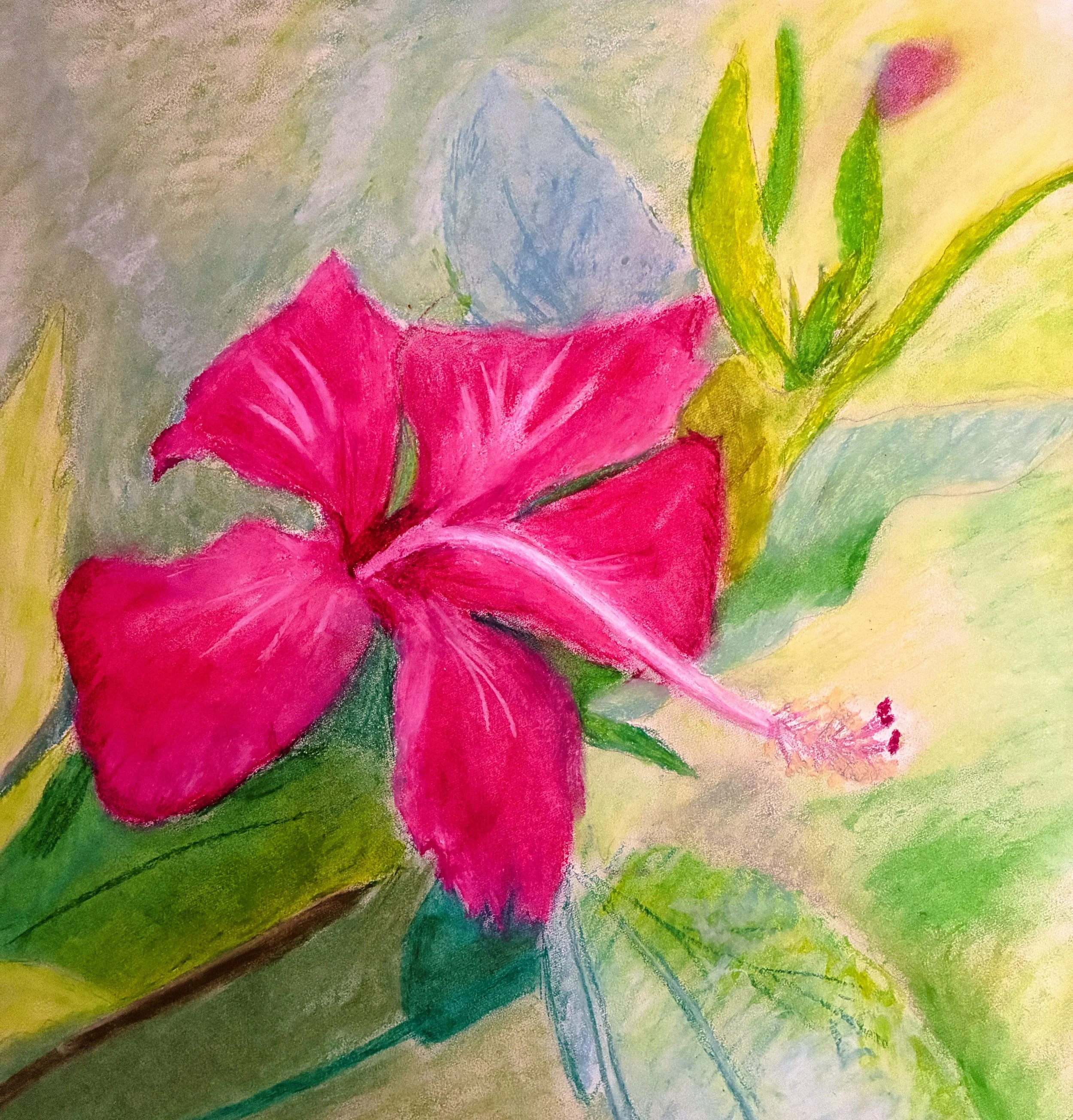 Hibiscus - oil pastels