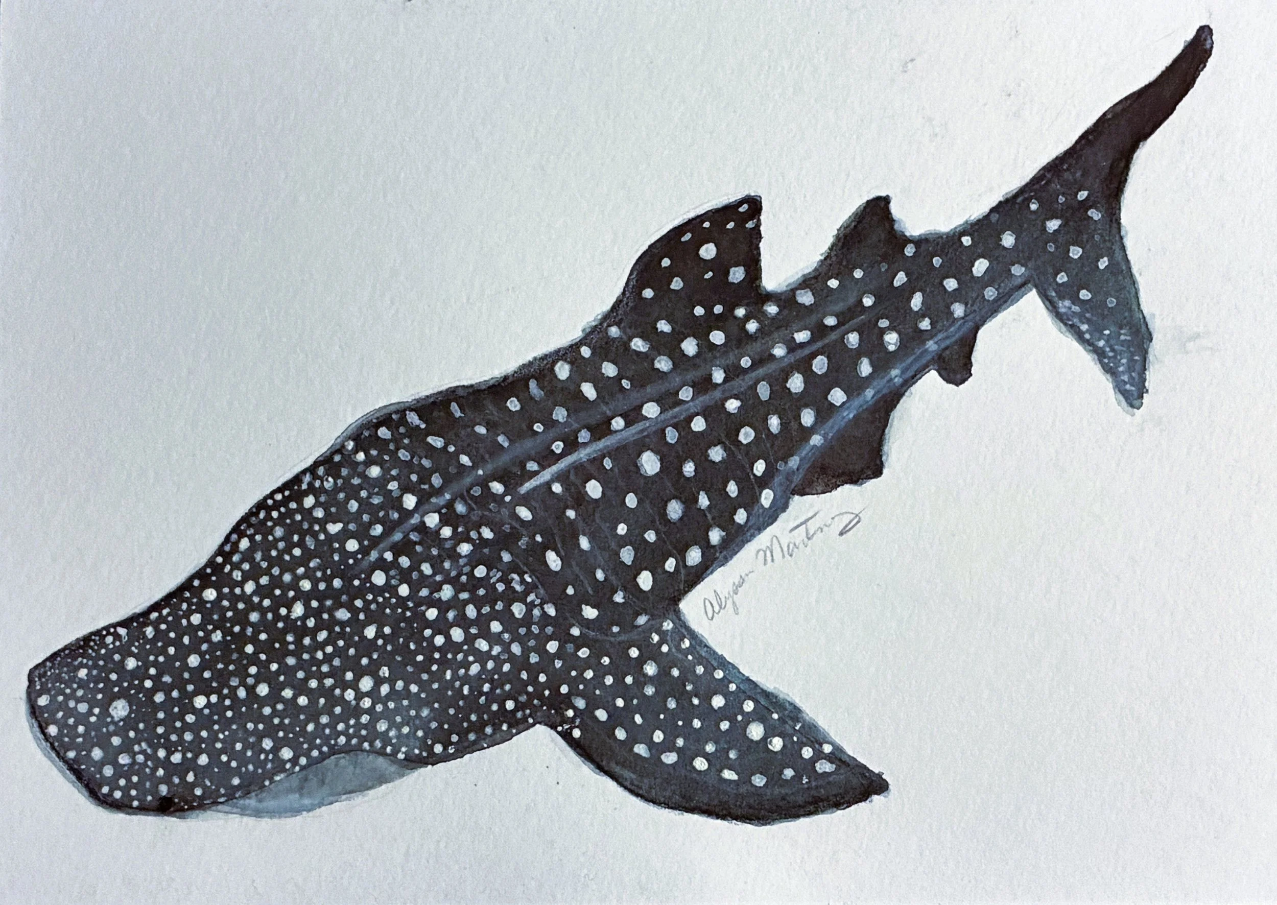 Whale Shark- watercolor