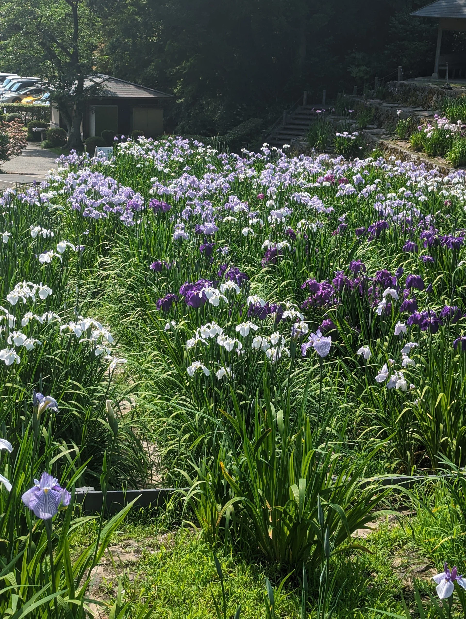 Count the Irises at Hanashoubuen