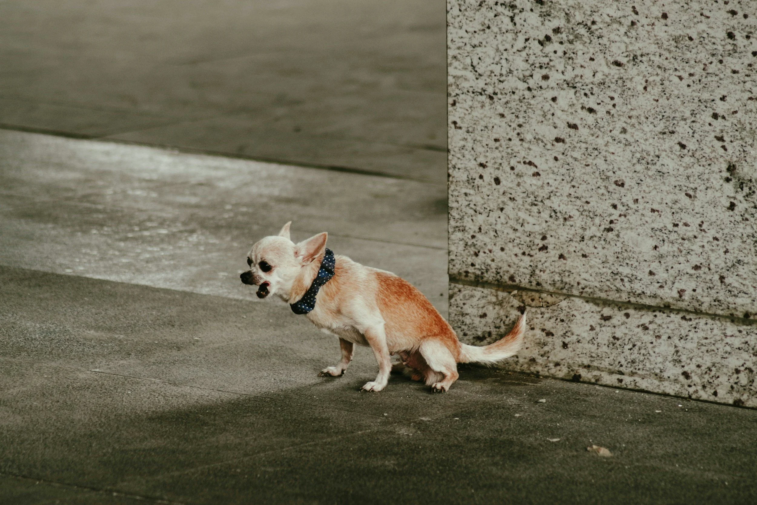 A small tan and white dog wearing a navy polka dot collar on a concrete sidewalk near a textured granite wall.
