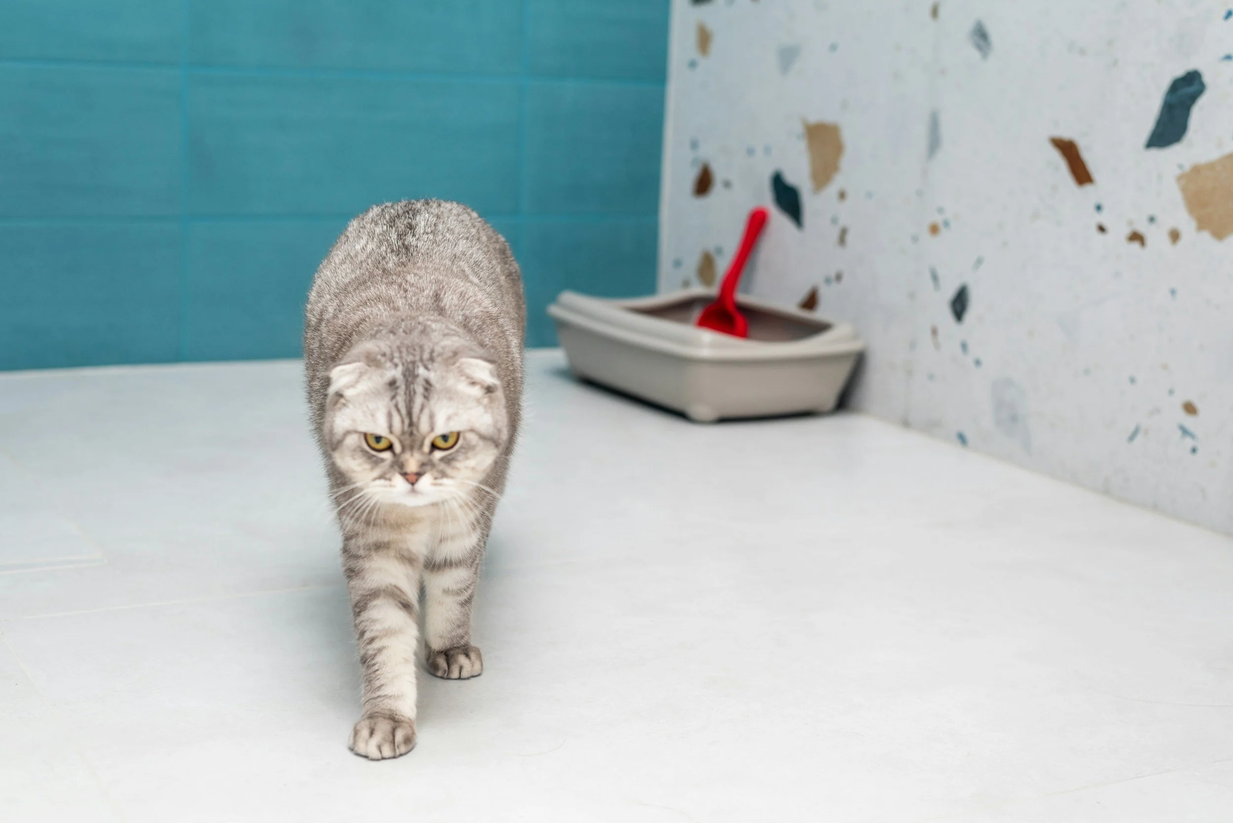 A gray striped cat walking towards the camera on a light-colored surface, with a blue wall and a white wall with paint splatters in the background, along with a white container and a red cleaning tool.