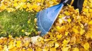 Person raking yellow and brown fallen leaves in a grassy yard during autumn.