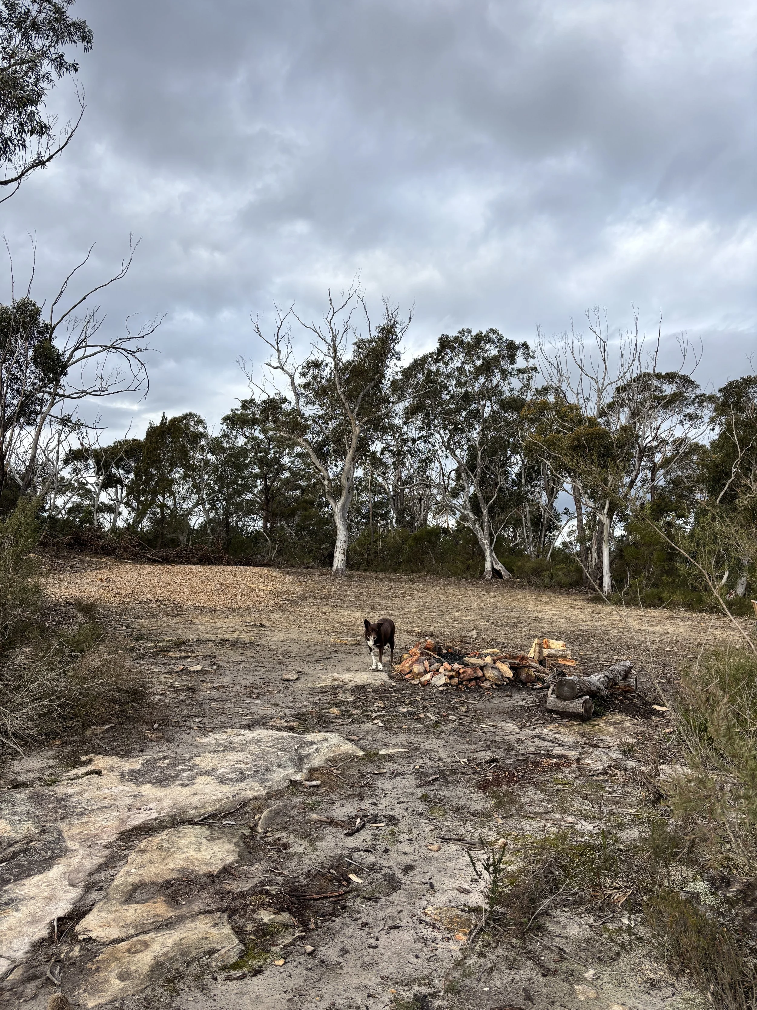 A dog standing in a campsite next to the fire pit surrounded by gum trees and blue skys
