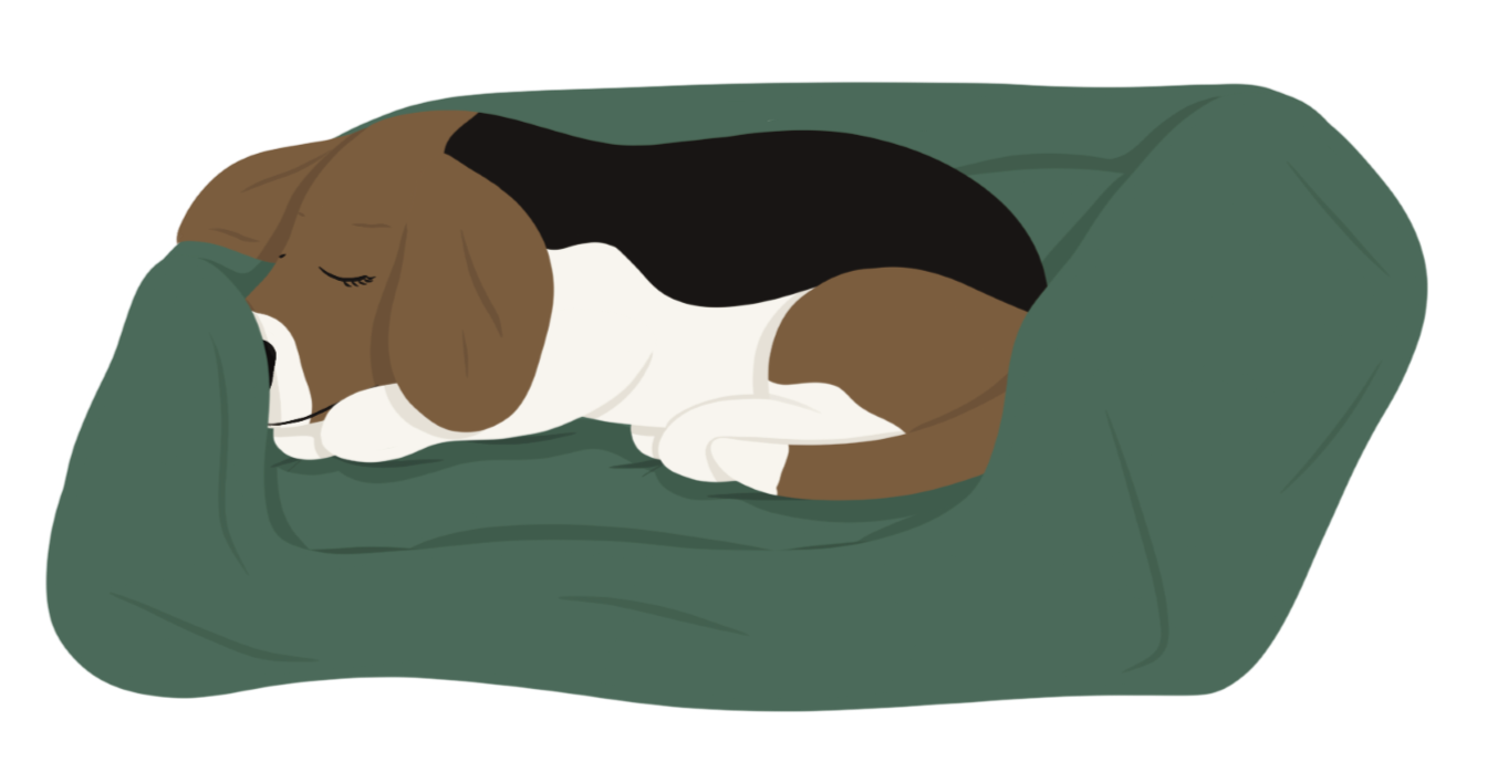 Illustration of a beagle sleeping in his bed