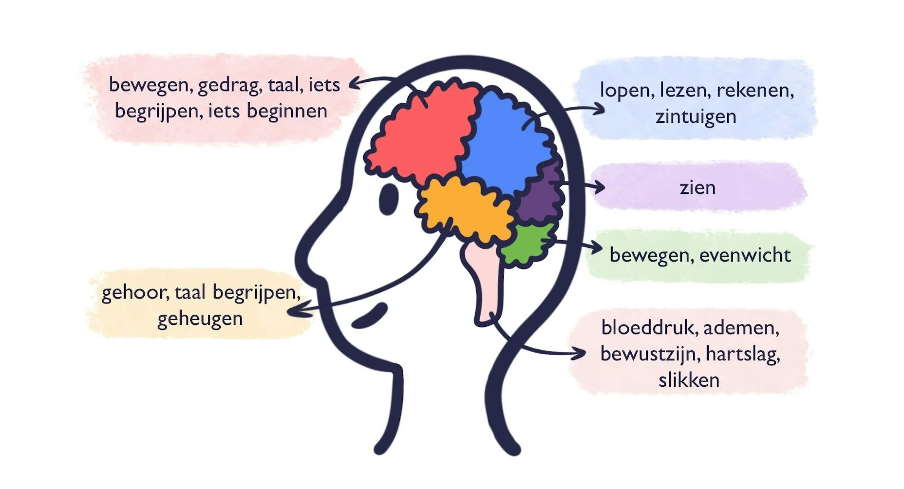 Illustration of different brain areas and their functions
