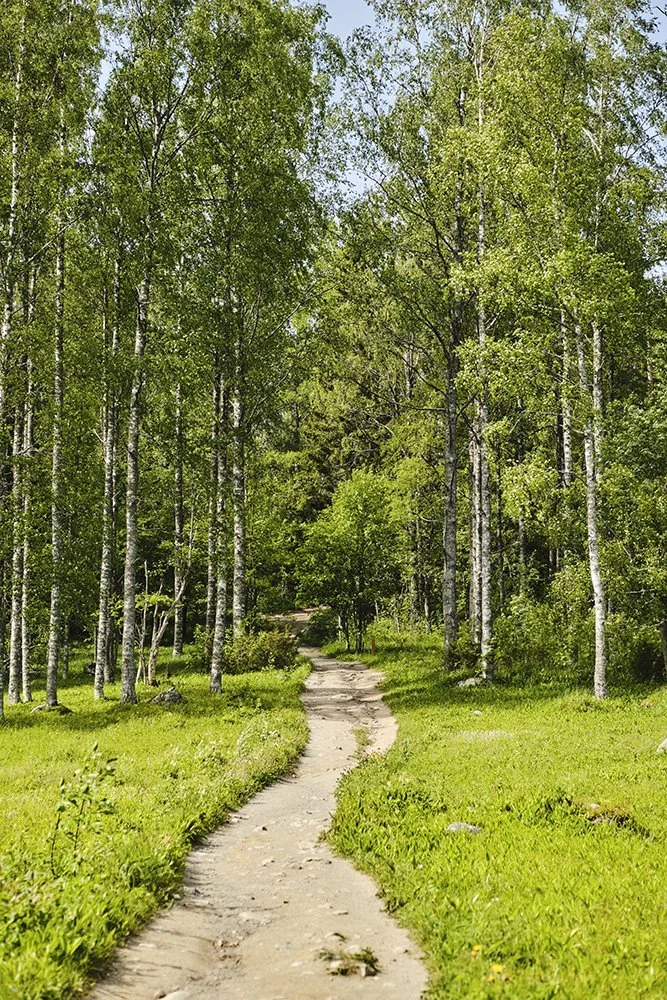 A winding dirt path through a green forest with tall trees and lush grass.