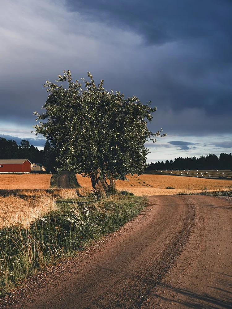 Puu ja maatila Kangasalalla. Valokuvia Suomesta