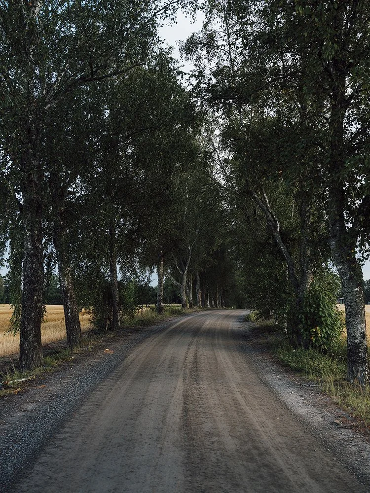 Koivuja Liuksialankujalla. Kuvia Kangasalalta