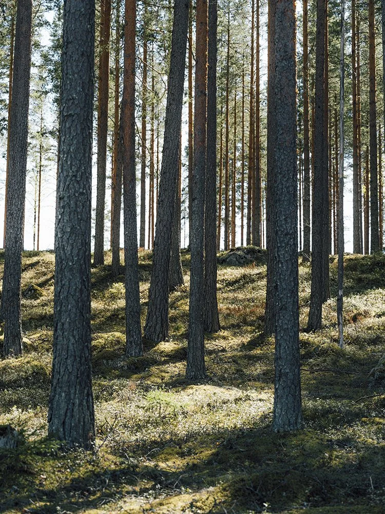 Mänty metsää Ruovedellä. Valokuvia Suomalaisesta metsästä.