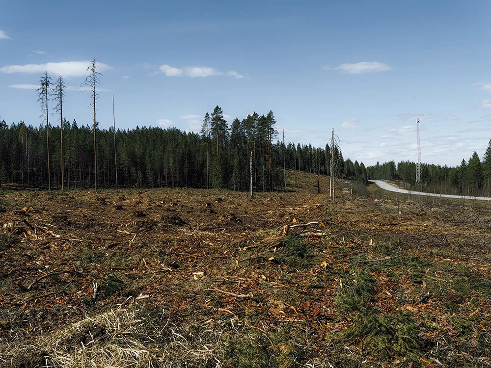 Hakkuu aukea Ruovedellä. Valokuvia Suomesta