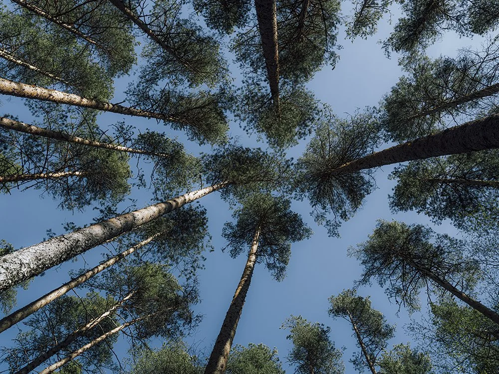 Suomalaisuutta valokuvaamassa - Mäntyjä Ruovedellä