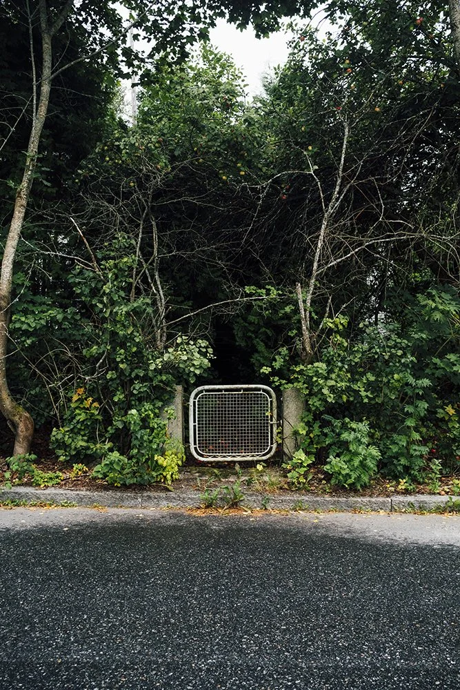 A small, square metal grate on a concrete curb, surrounded by green bushes and trees at the edge of a street.