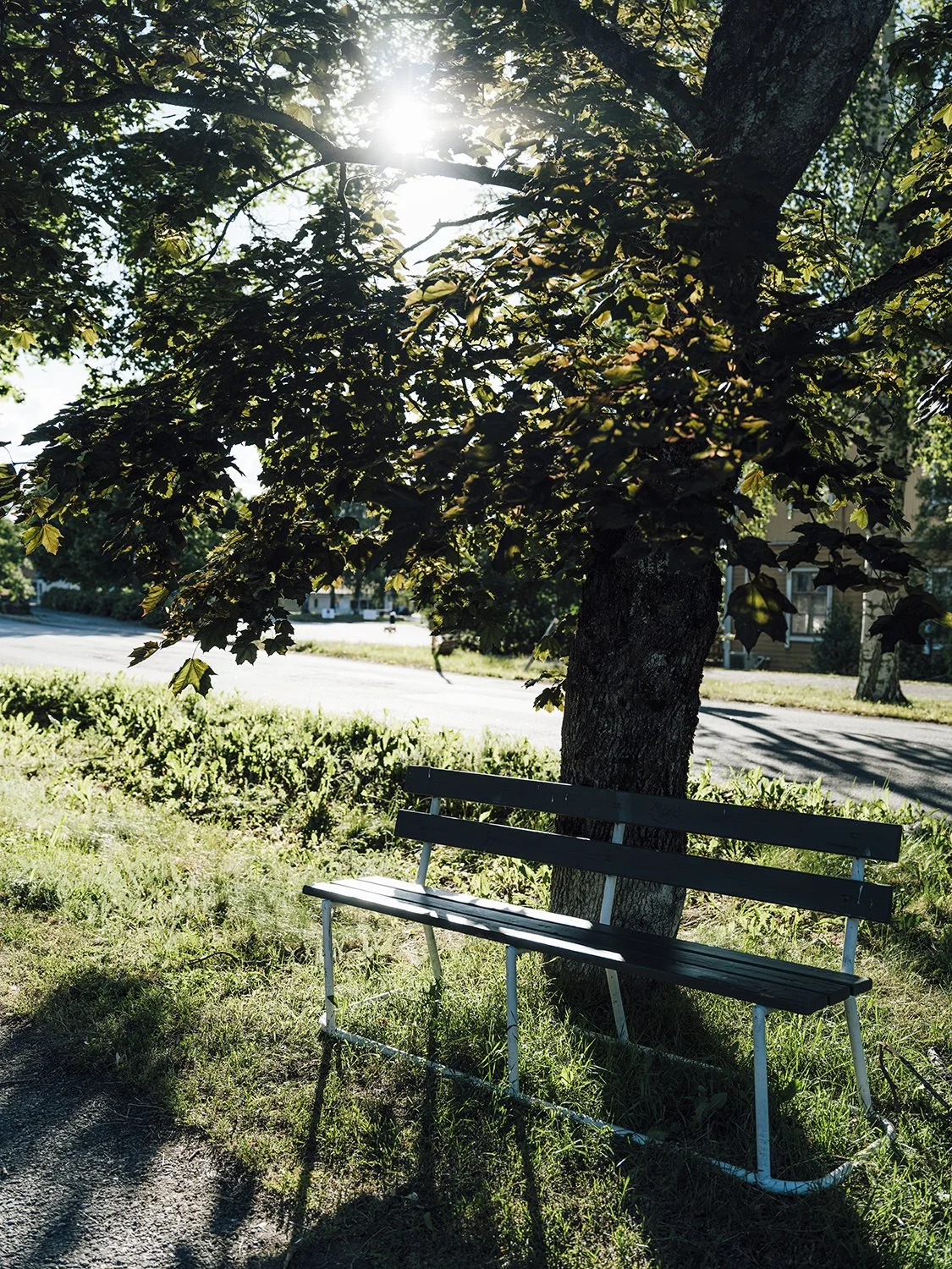Tuoli puun alla Hauholla. Wille Nyyssösen valokuvia Hauholta
