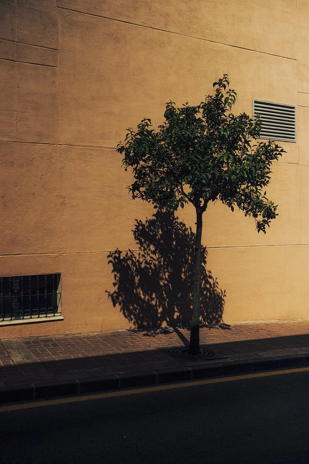 Tree in alley in Benalmadena Spain
