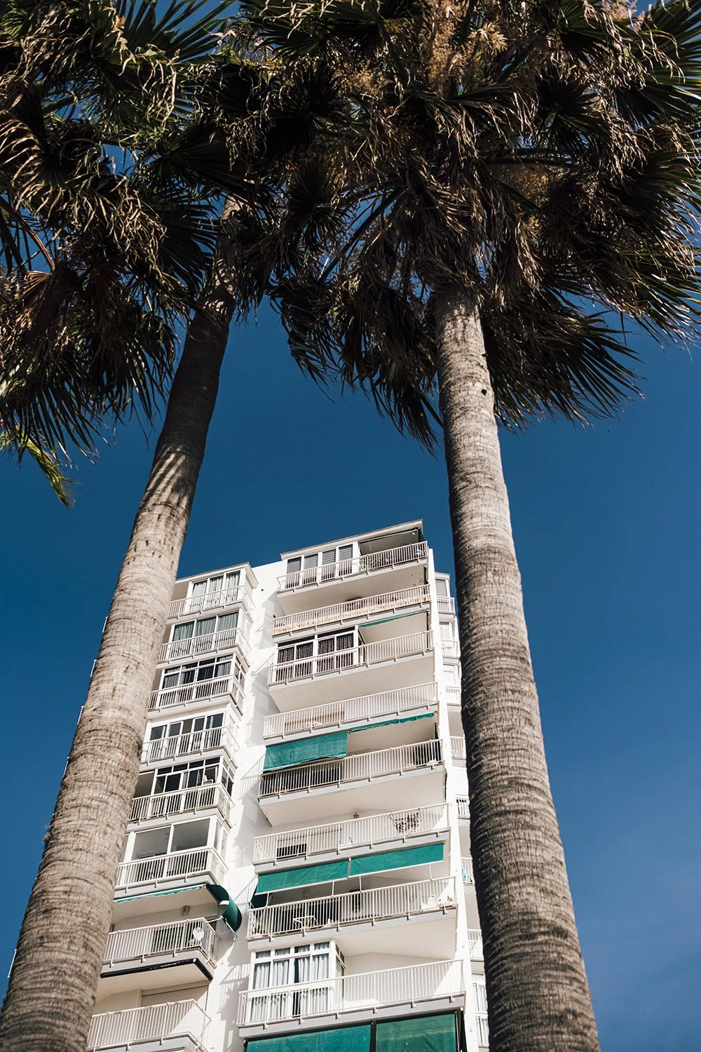 Palm tree and Apartmento in Benalmadena