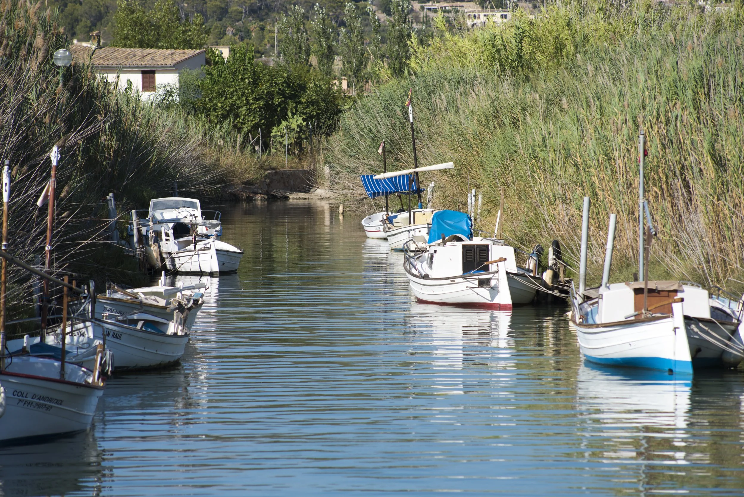 Embarcaciones de vela amarradas en un río rodeado de vegetación y casas en el fondo.
