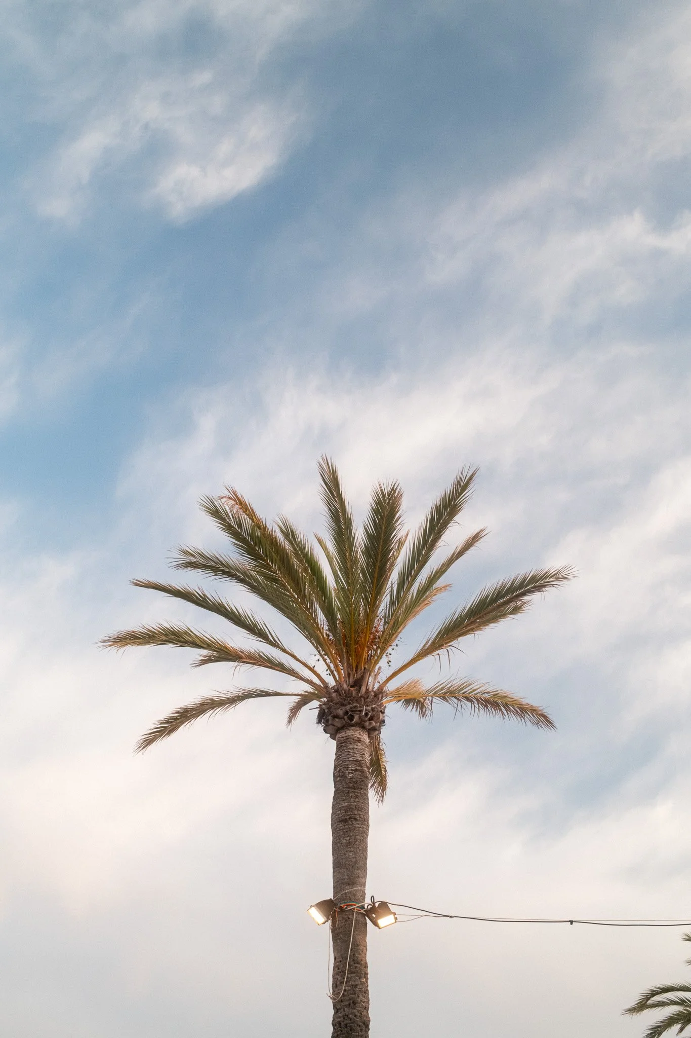 Palmera alta con luces en un cielo con nubes y luz artificial en el tronco